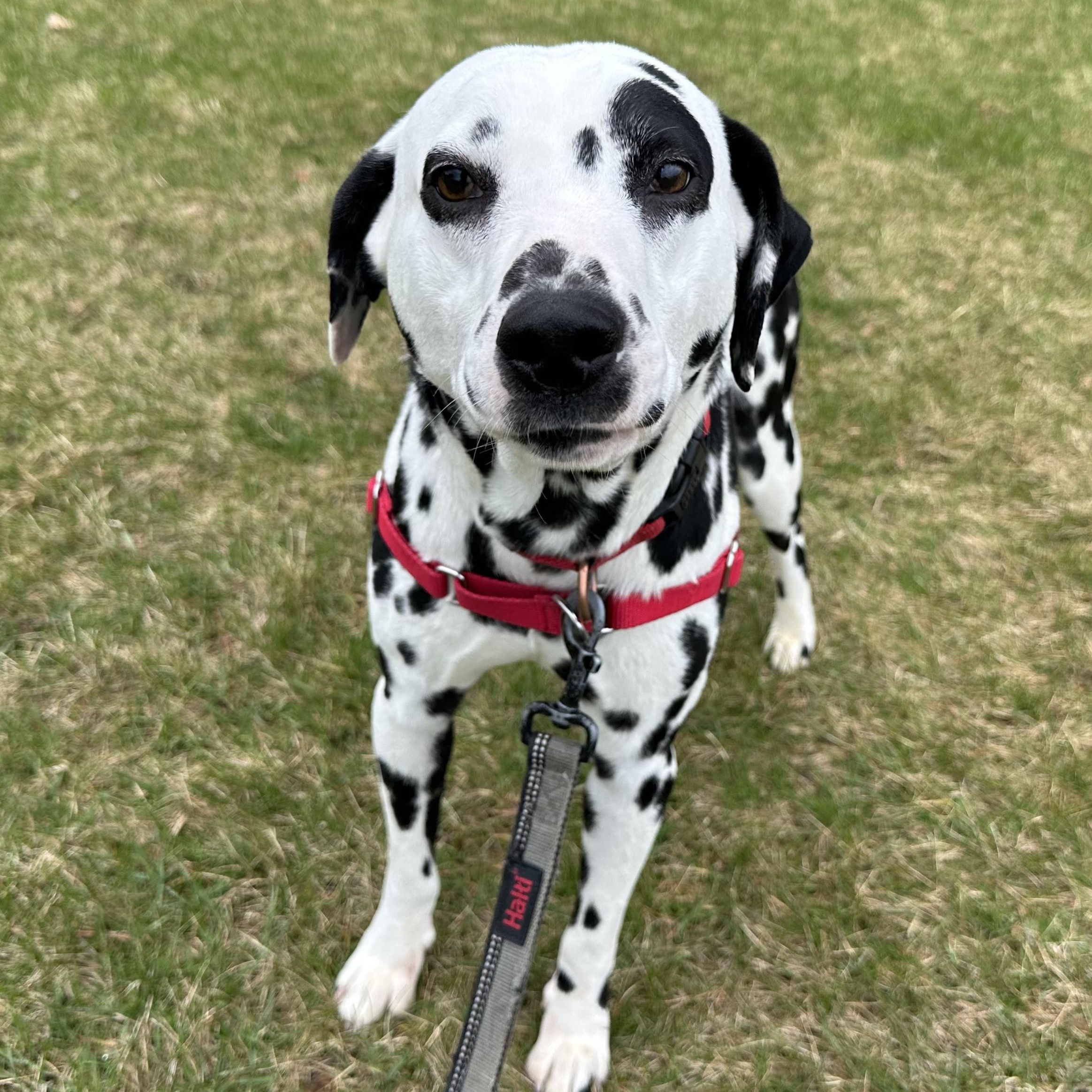 Domino-Foster Home Needed, a ADOPTABLE Dalmatian in Hartland, WI image 3/6
