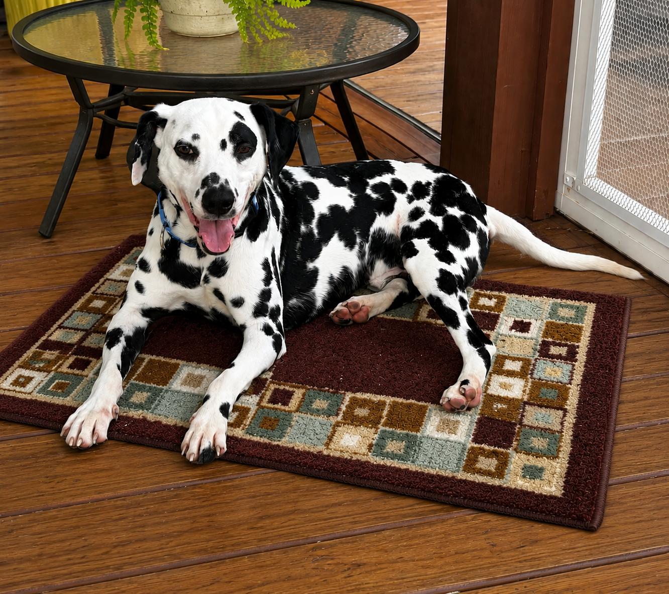 Domino - Home Visit in Process, ADOPTABLE, Adult Male Dalmatian.