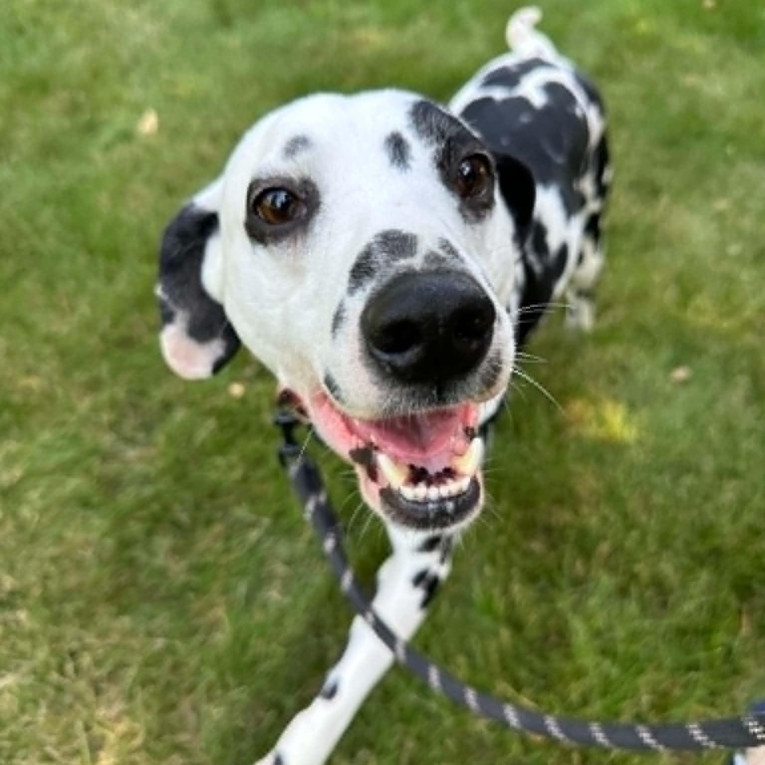 Domino-Foster Home Needed, a ADOPTABLE Dalmatian in Hartland, WI image 3/6