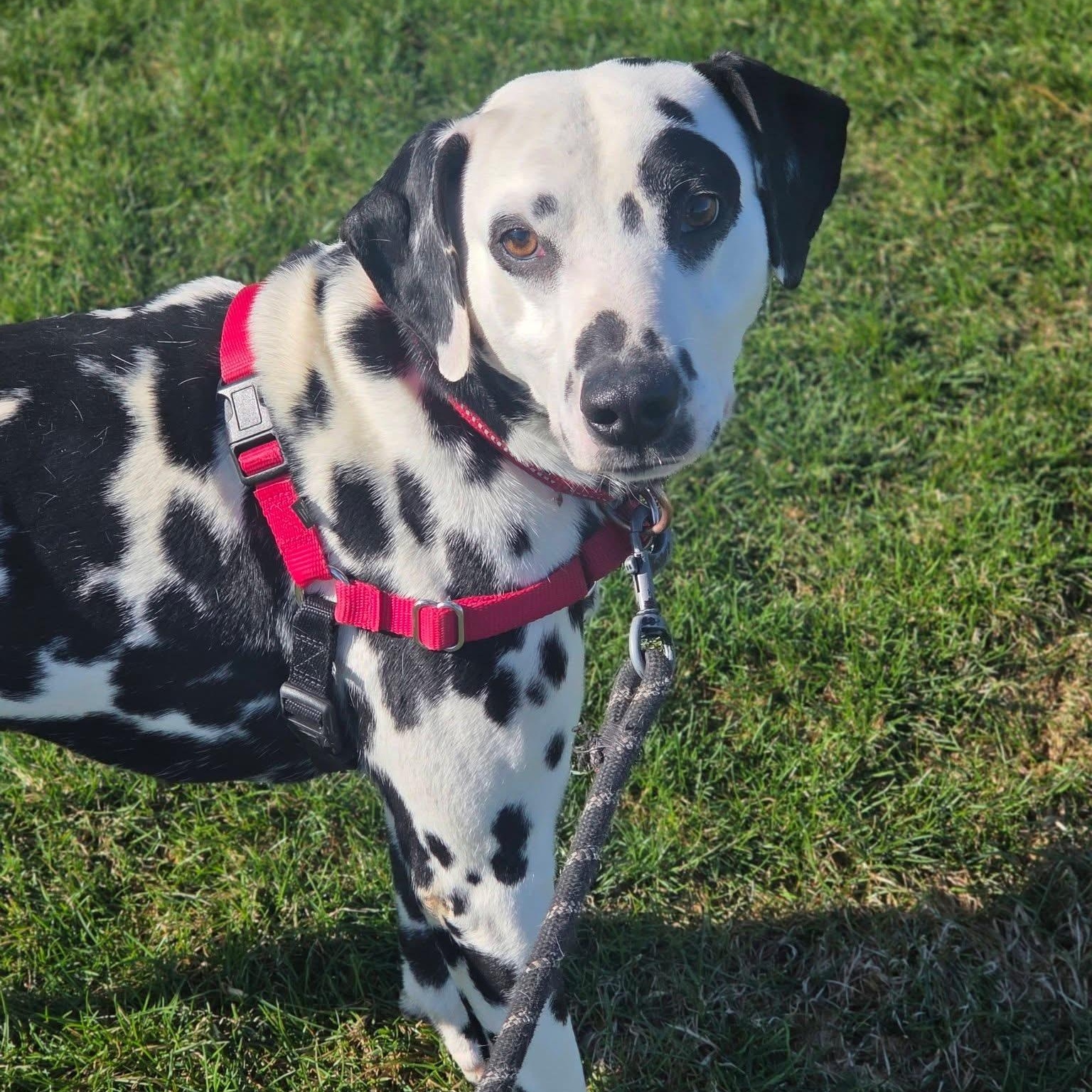 Domino-Foster Home Needed, a ADOPTABLE Dalmatian in Hartland, WI image 2/6