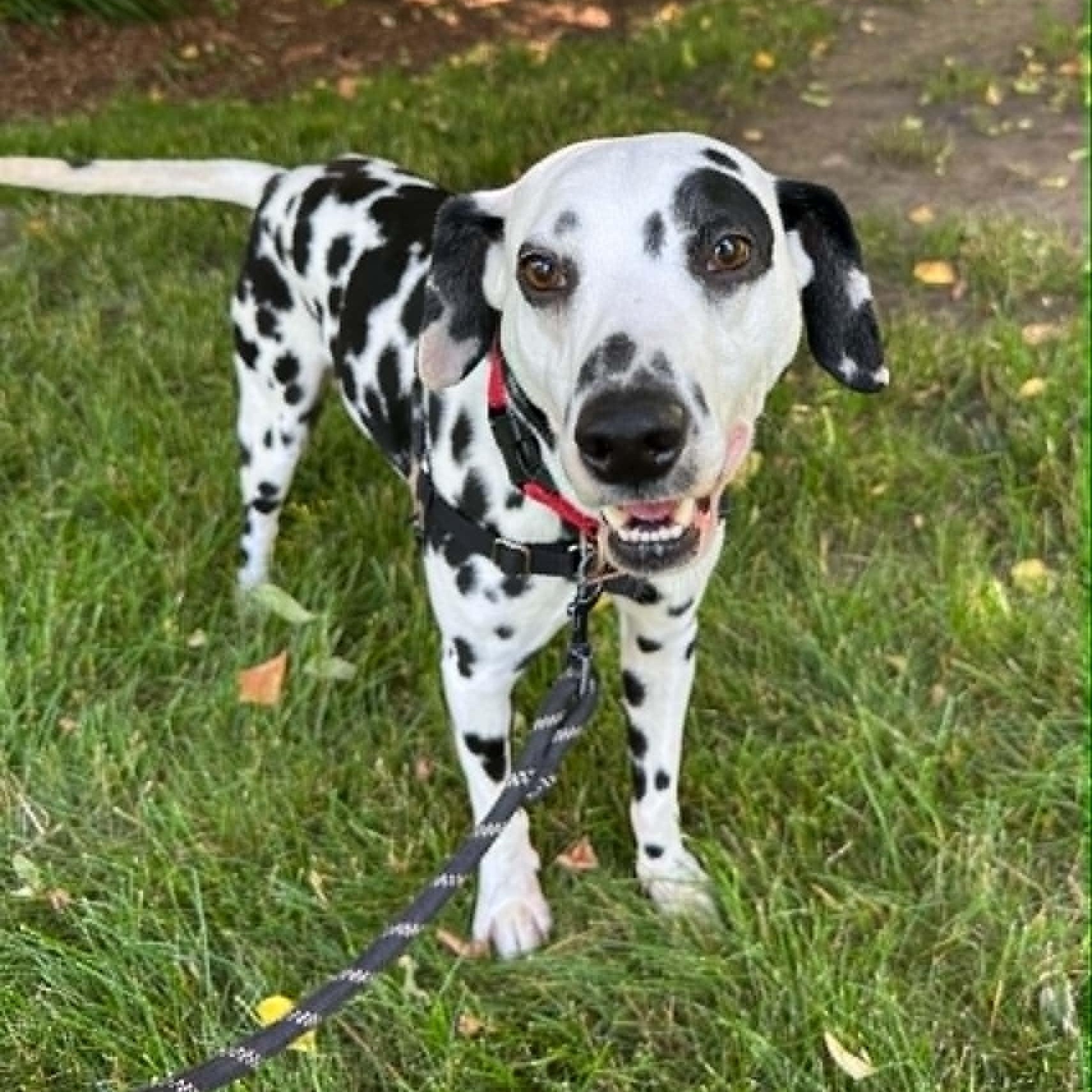 Domino-Foster Home Needed, a ADOPTABLE Dalmatian in Hartland, WI image 2/6