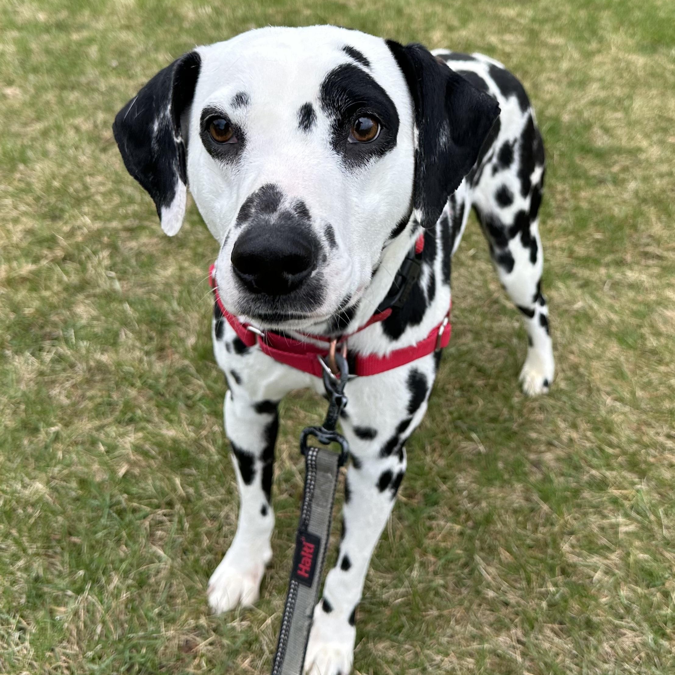 Domino-Foster Home Needed, a ADOPTABLE Dalmatian in Hartland, WI image 1/6