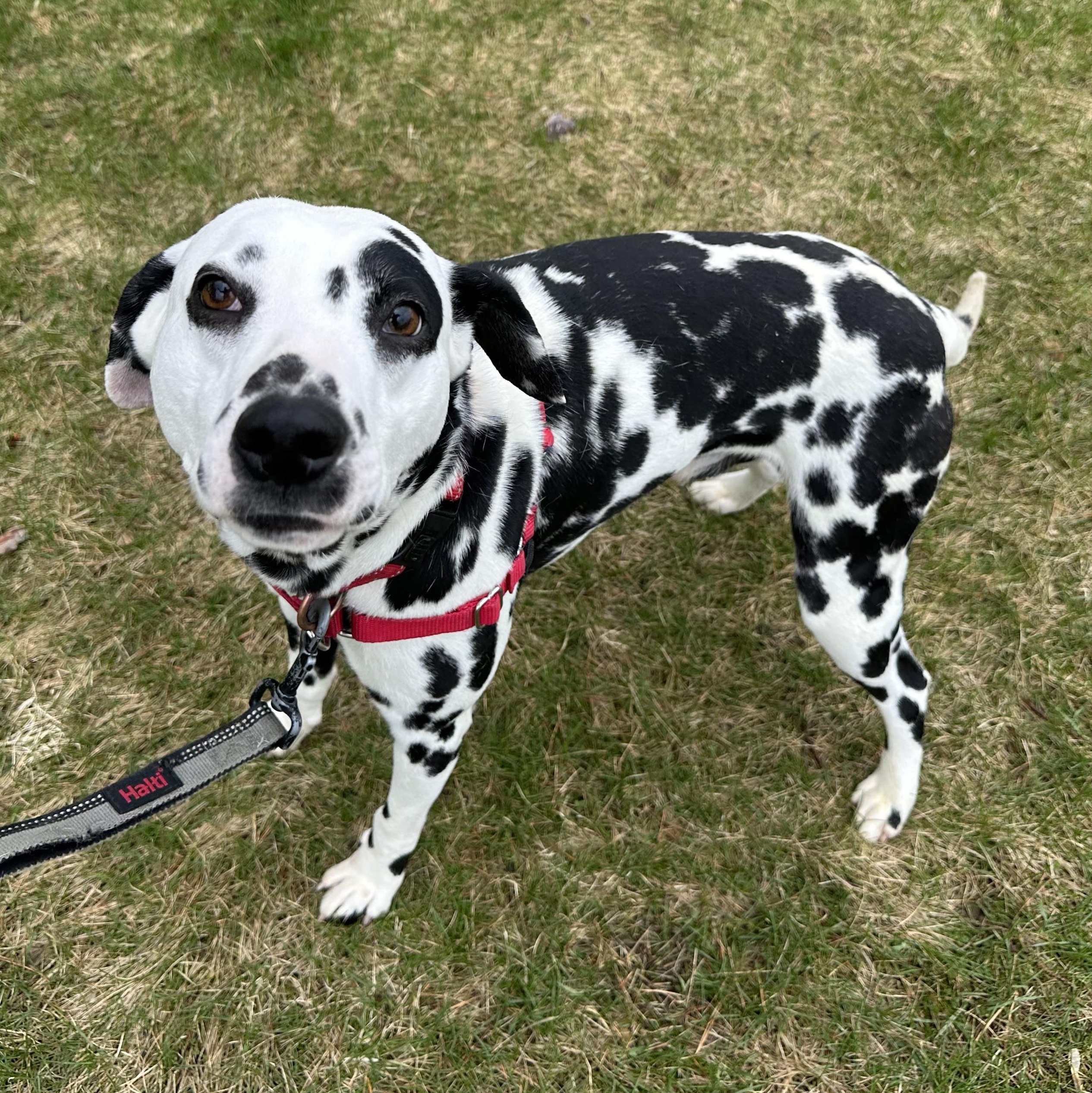 Domino-Foster Home Needed, a ADOPTABLE Dalmatian in Hartland, WI image 4/6