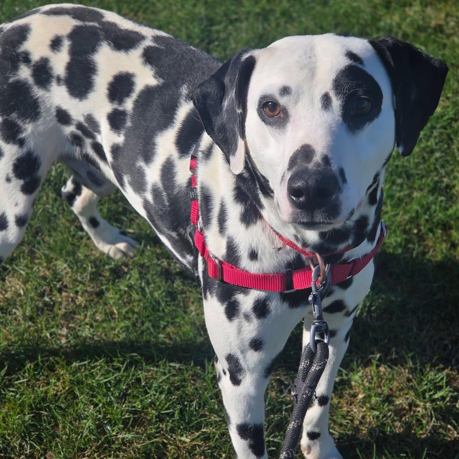 Domino-Foster Home Needed, a ADOPTABLE Dalmatian in Hartland, WI image 5/6