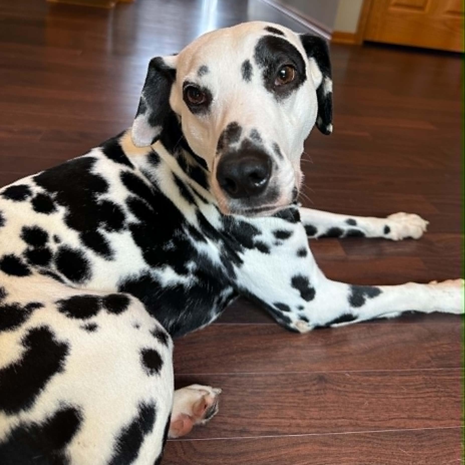 Domino-Foster Home Needed, ADOPTABLE, Adult Male Dalmatian.