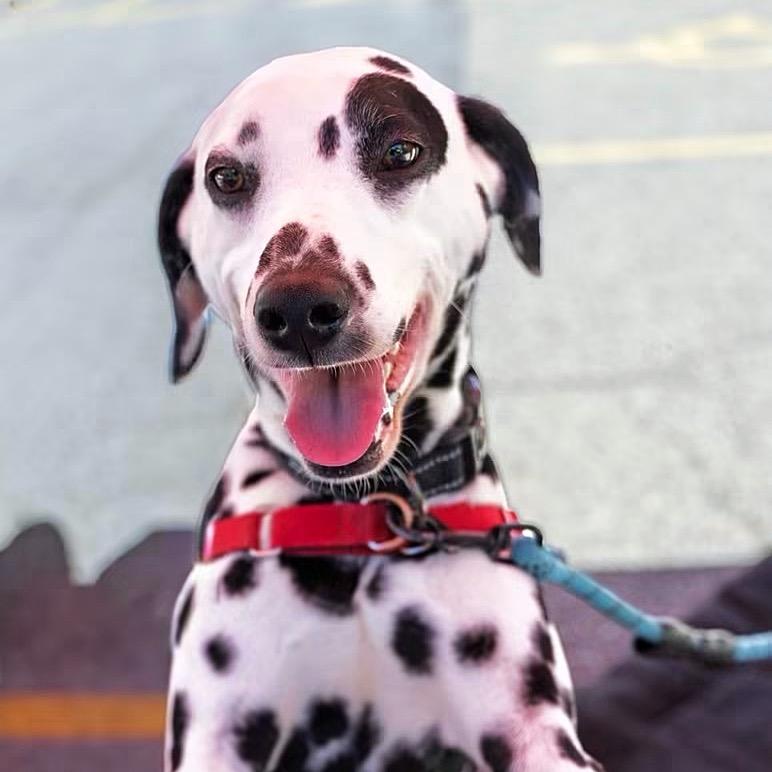 Domino - Home Visit in Process, a ADOPTABLE Dalmatian in Hartland, WI image 2/6