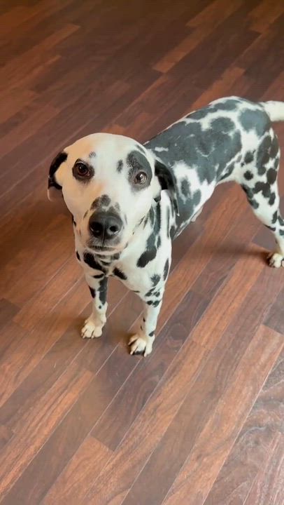 Enlarge Domino-Foster Home Needed, a ADOPTABLE Dalmatian in Hartland, WI video 6/6