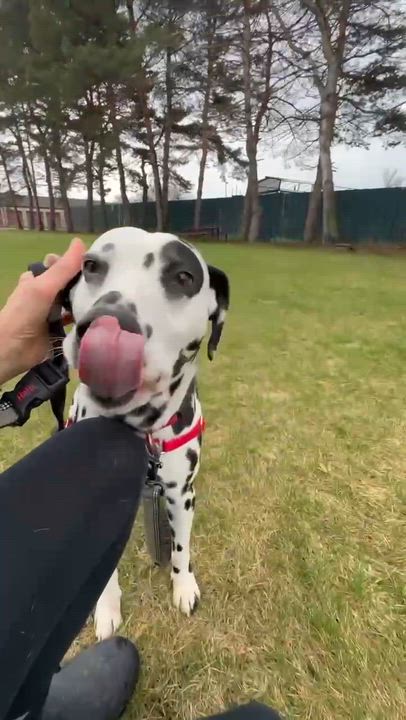Enlarge Domino-Foster Home Needed, a ADOPTABLE Dalmatian in Hartland, WI video 6/6