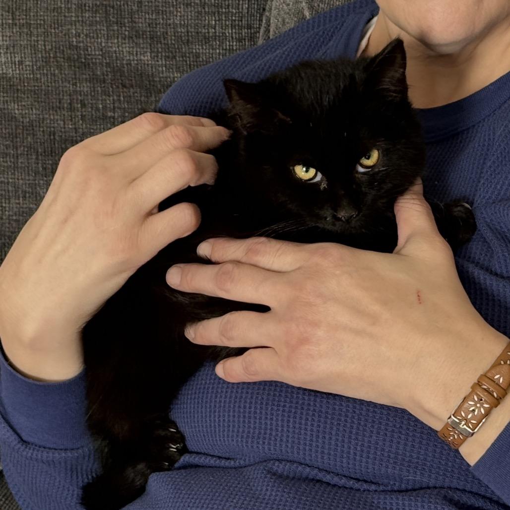 Enlarge Shadowdale, a Adoptable Domestic Short Hair in Fredericksburg, VA image 1/6