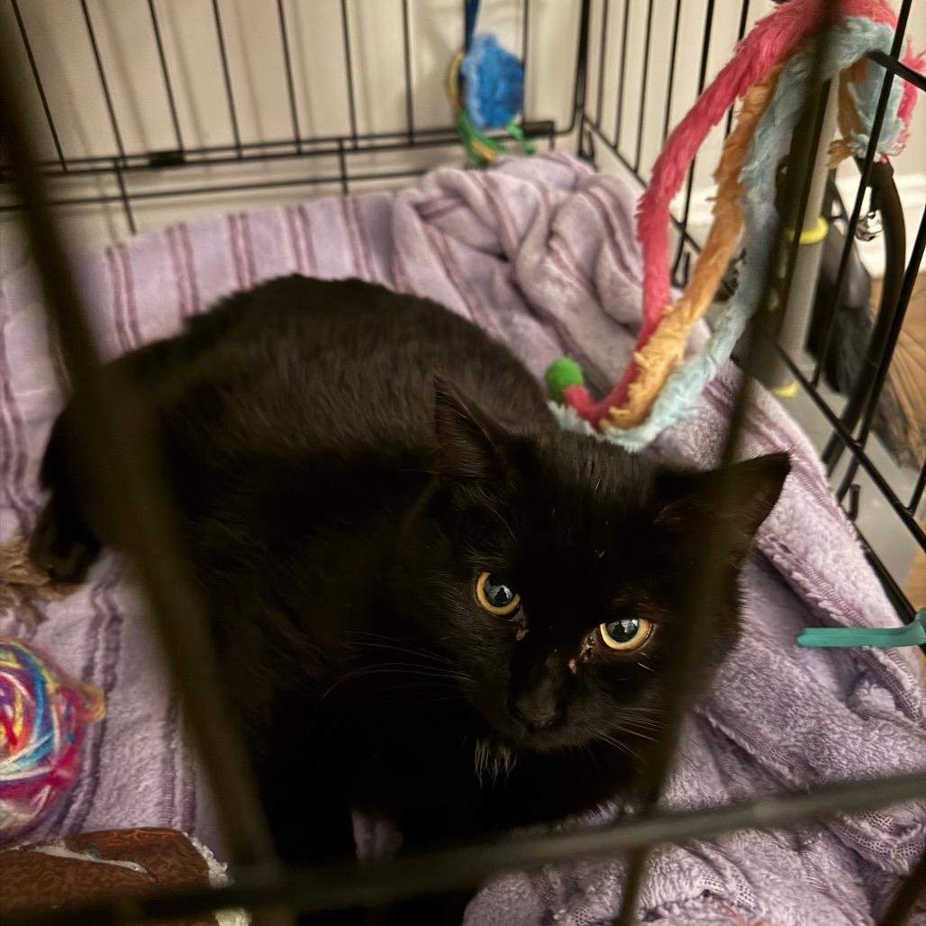 Enlarge Shadowdale, a Adoptable Domestic Short Hair in Fredericksburg, VA image 2/6