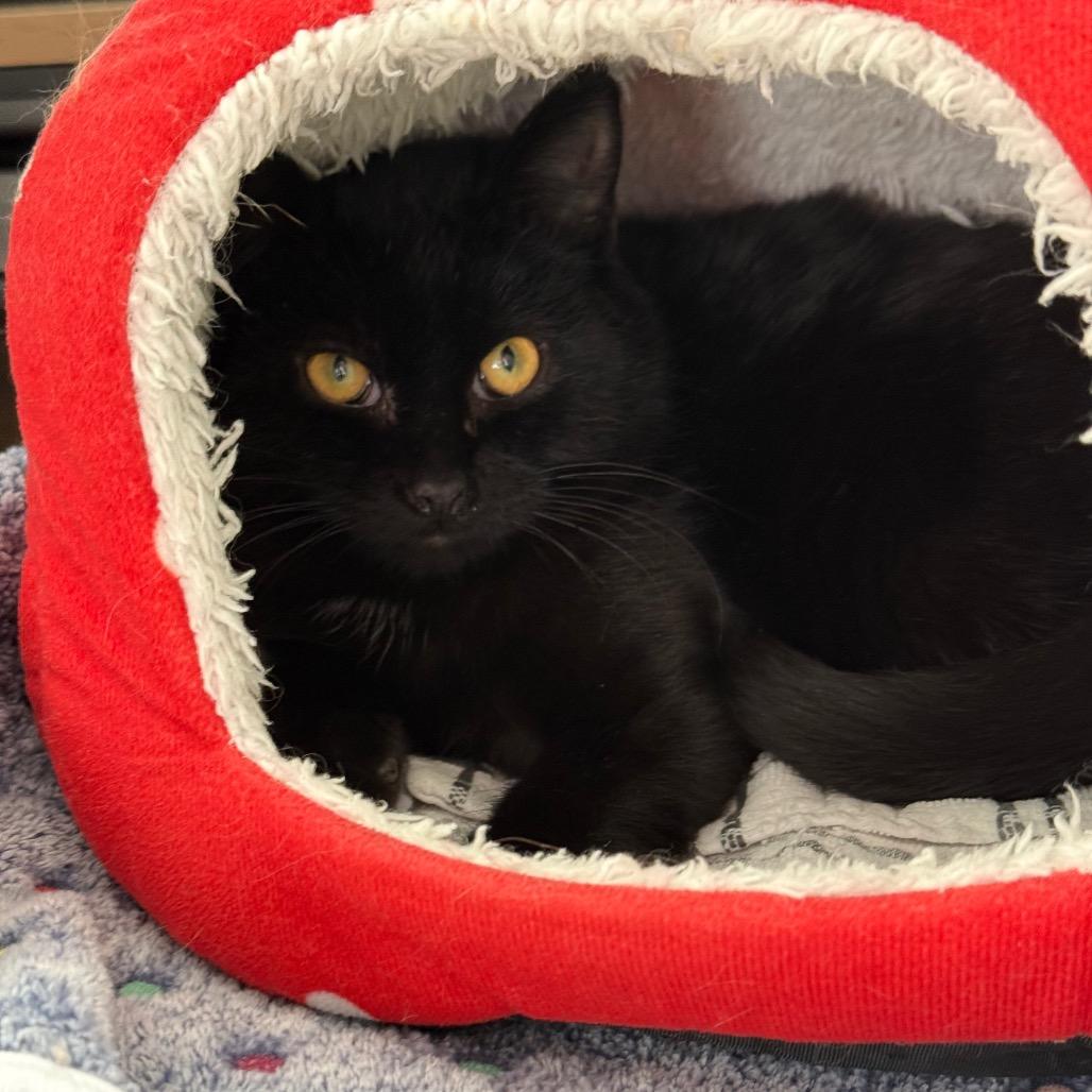 Enlarge Shadowdale, a Adoptable Domestic Short Hair in Fredericksburg, VA image 3/6