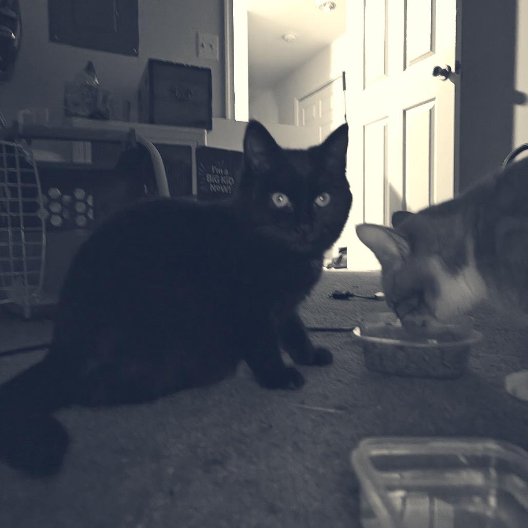 Enlarge Shadowdale, a Adoptable Domestic Short Hair in Fredericksburg, VA image 4/6