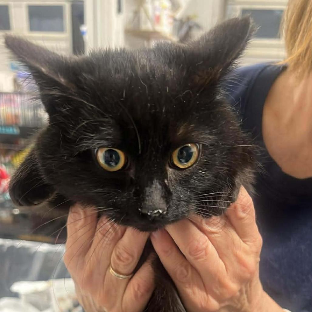 Enlarge Shadowdale, a Adoptable Domestic Short Hair in Fredericksburg, VA image 5/6