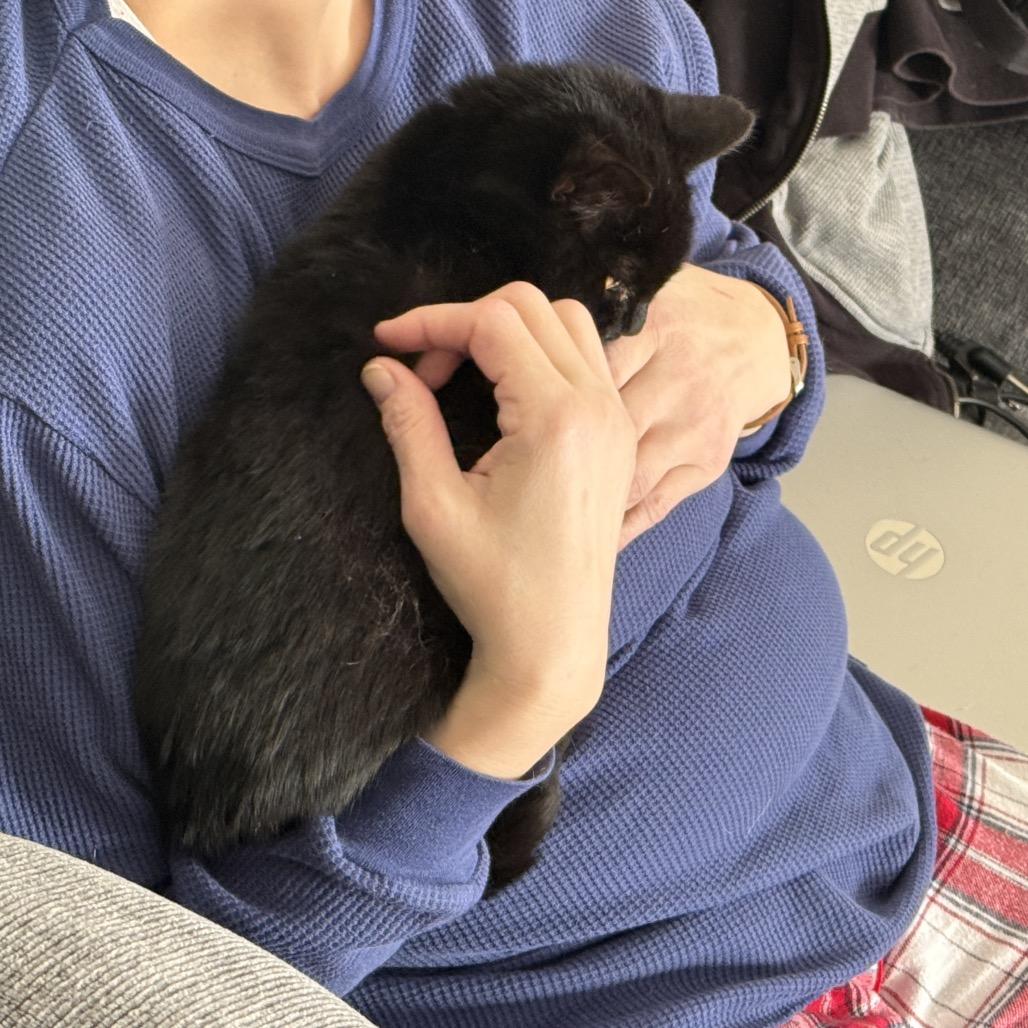 Enlarge Shadowdale, a Adoptable Domestic Short Hair in Fredericksburg, VA image 6/6