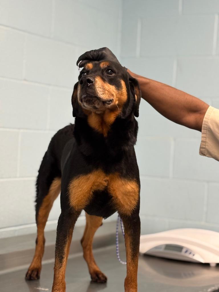 Park, a Adoptable mixed breed in Effingham, SC image 1/3