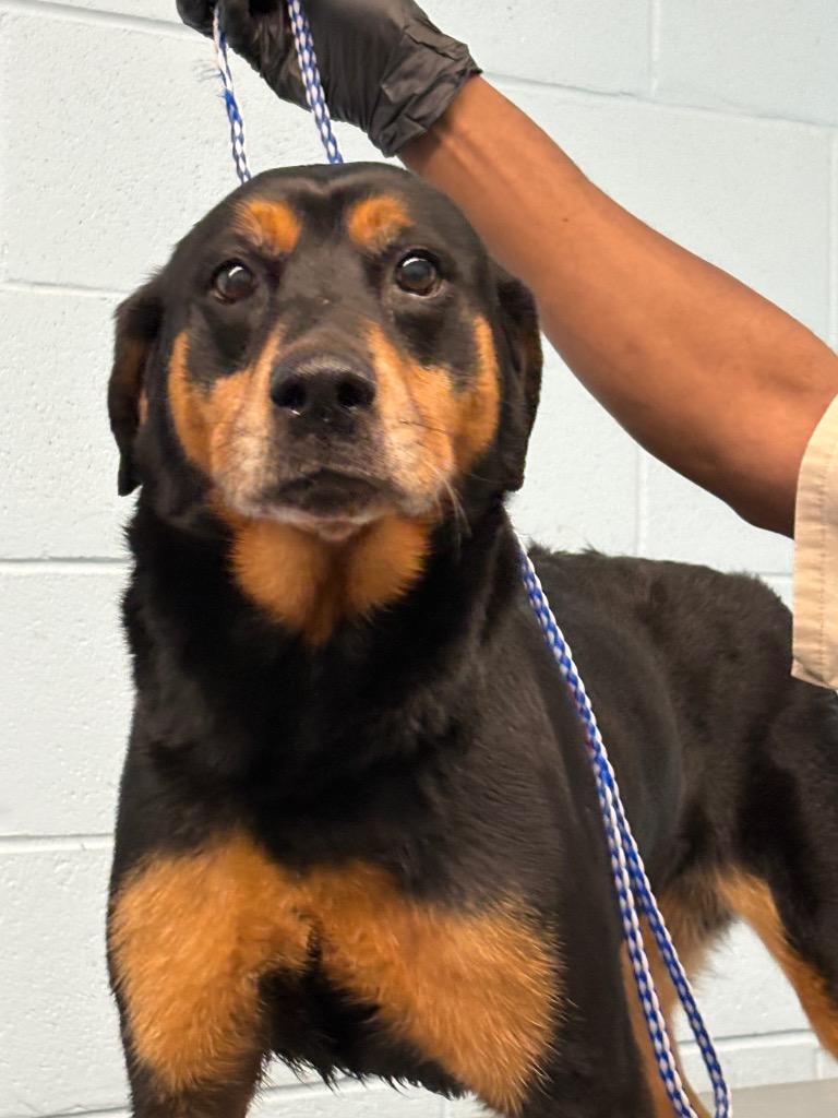 Park, a Adoptable mixed breed in Effingham, SC image 2/3