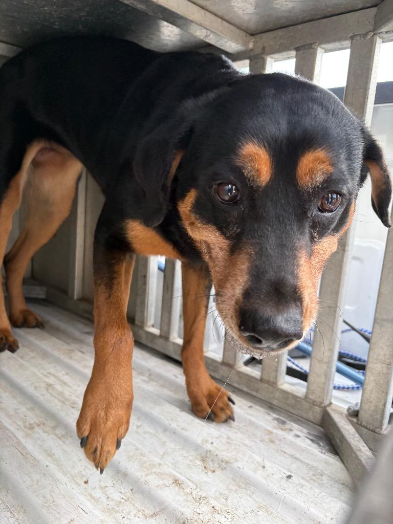 Park, a Adoptable mixed breed in Effingham, SC image 3/3