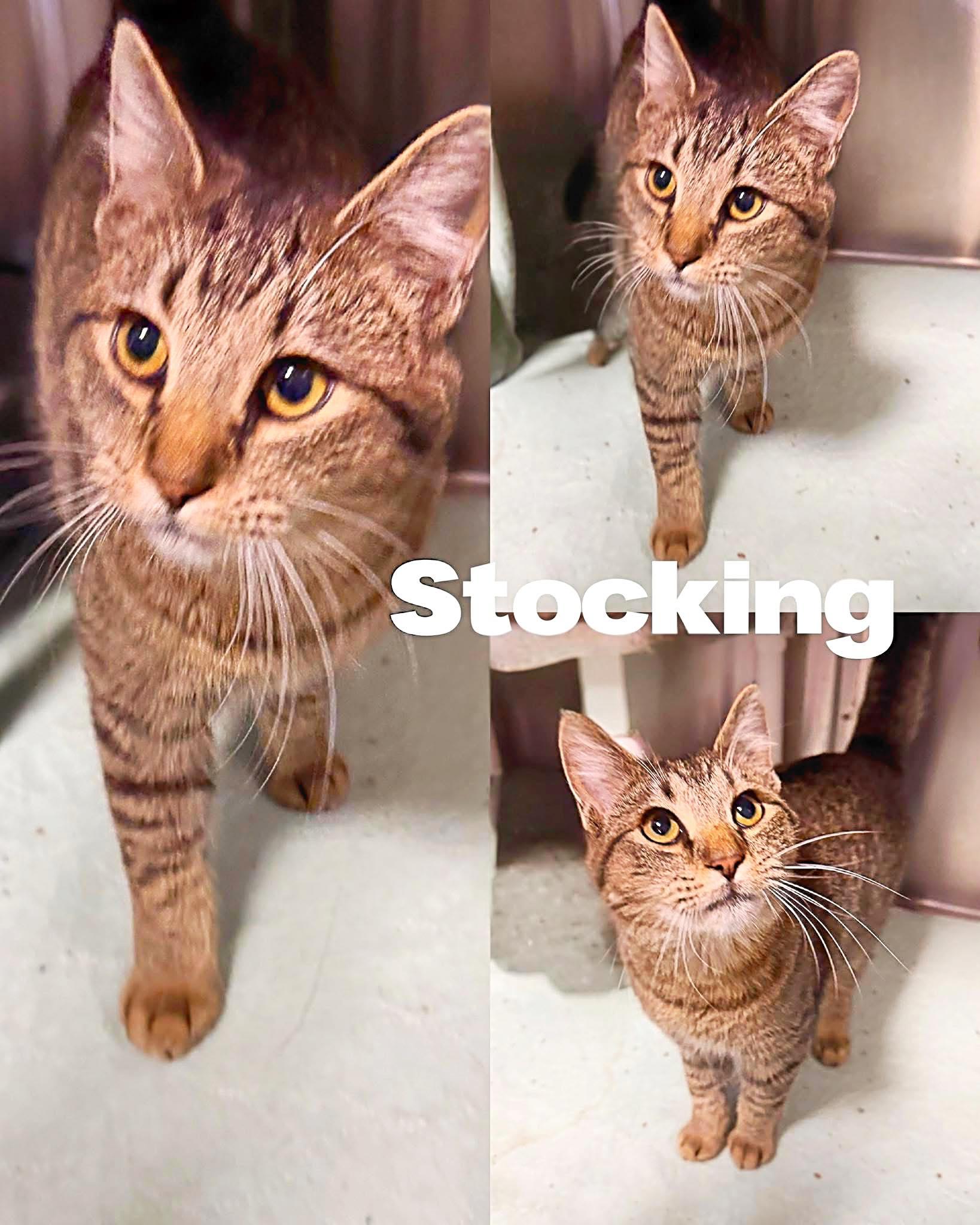 Enlarge Stocking, a ADOPTABLE Domestic Short Hair in Saint James, MO image 1/1