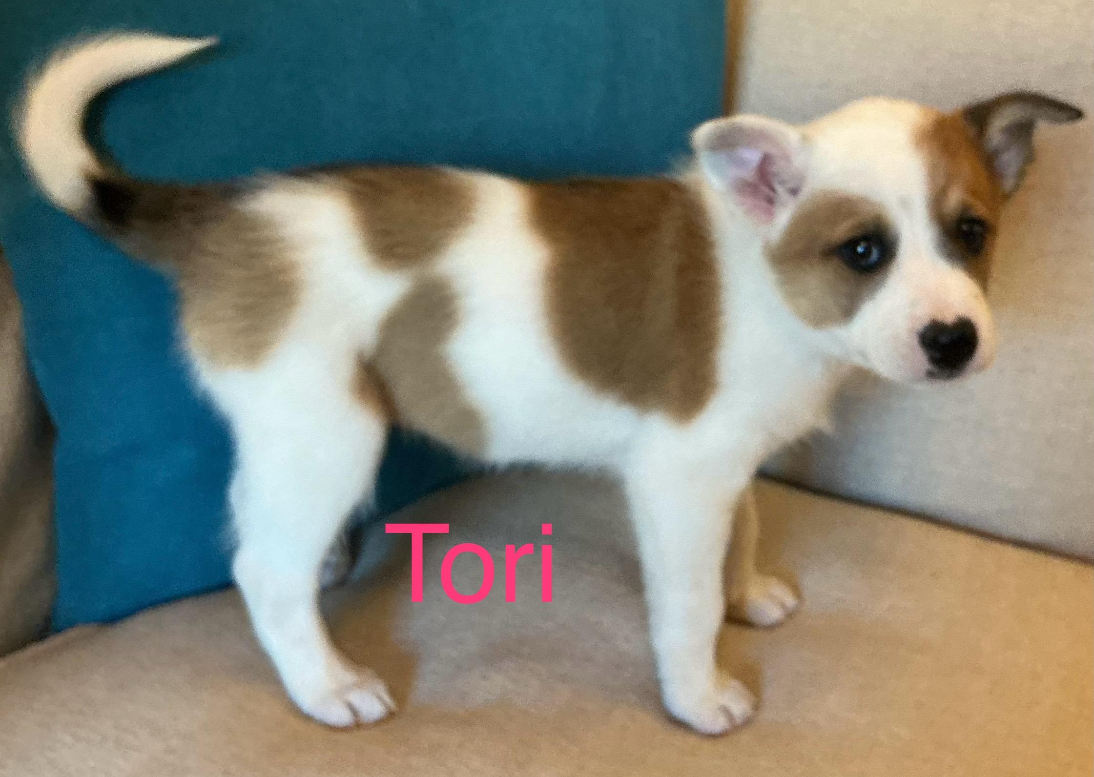 Tori