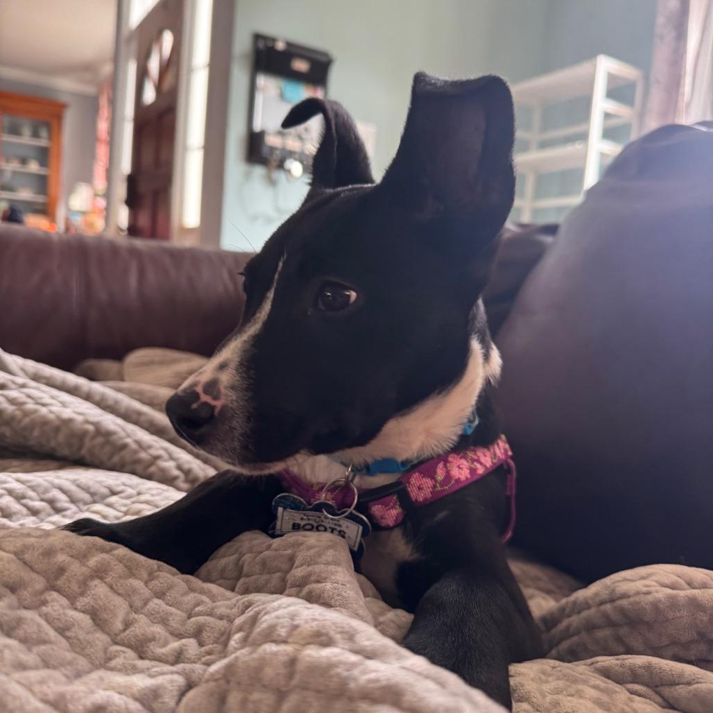 Boots, Adoptable, Puppy Male Labrador Retriever.