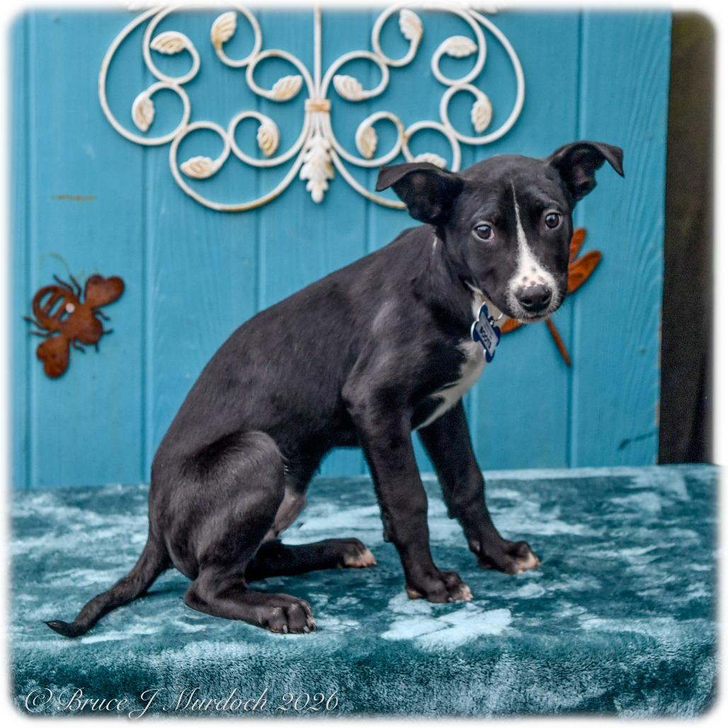 Boots, Adoptable, Puppy Male Labrador Retriever.