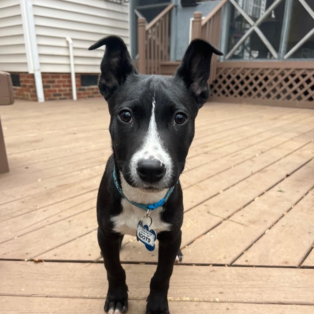 Enlarge Boots, a Adoptable Labrador Retriever in Wake Forest, NC image 3/6