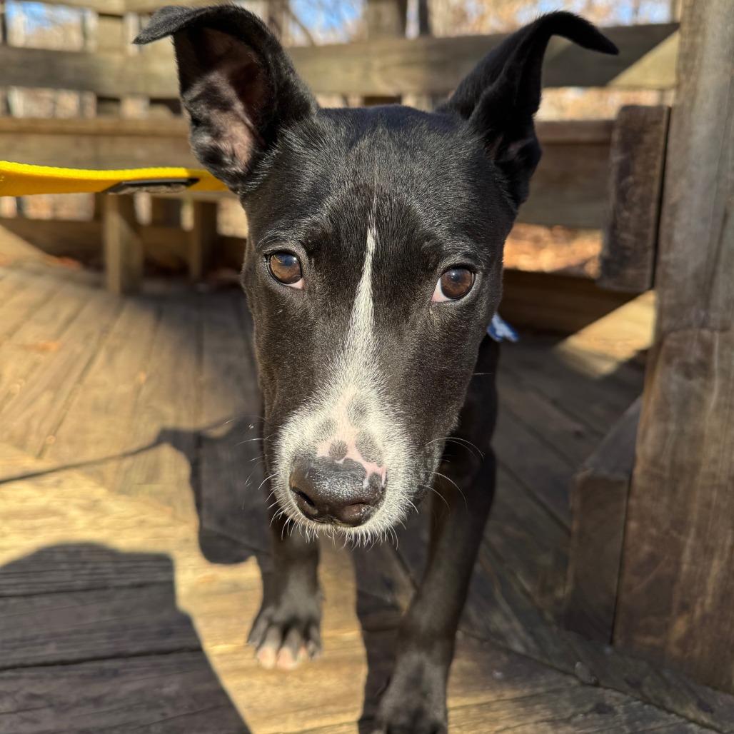 Enlarge Boots, a Adoptable Labrador Retriever in Wake Forest, NC image 4/6