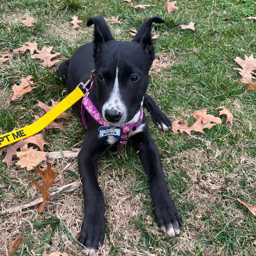 Enlarge Boots, a Adoptable Labrador Retriever in Wake Forest, NC image 5/6
