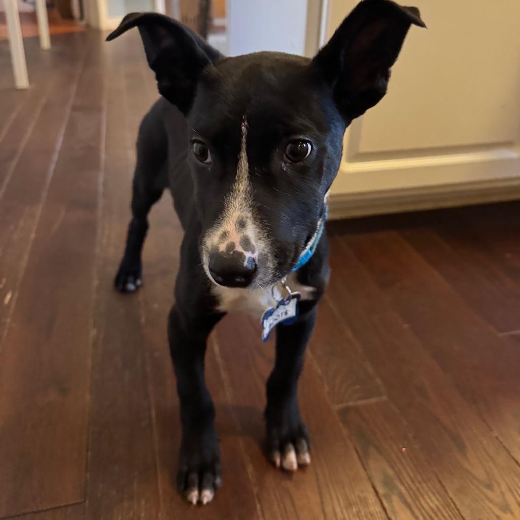 Enlarge Boots, a Adoptable Labrador Retriever in Wake Forest, NC image 6/6