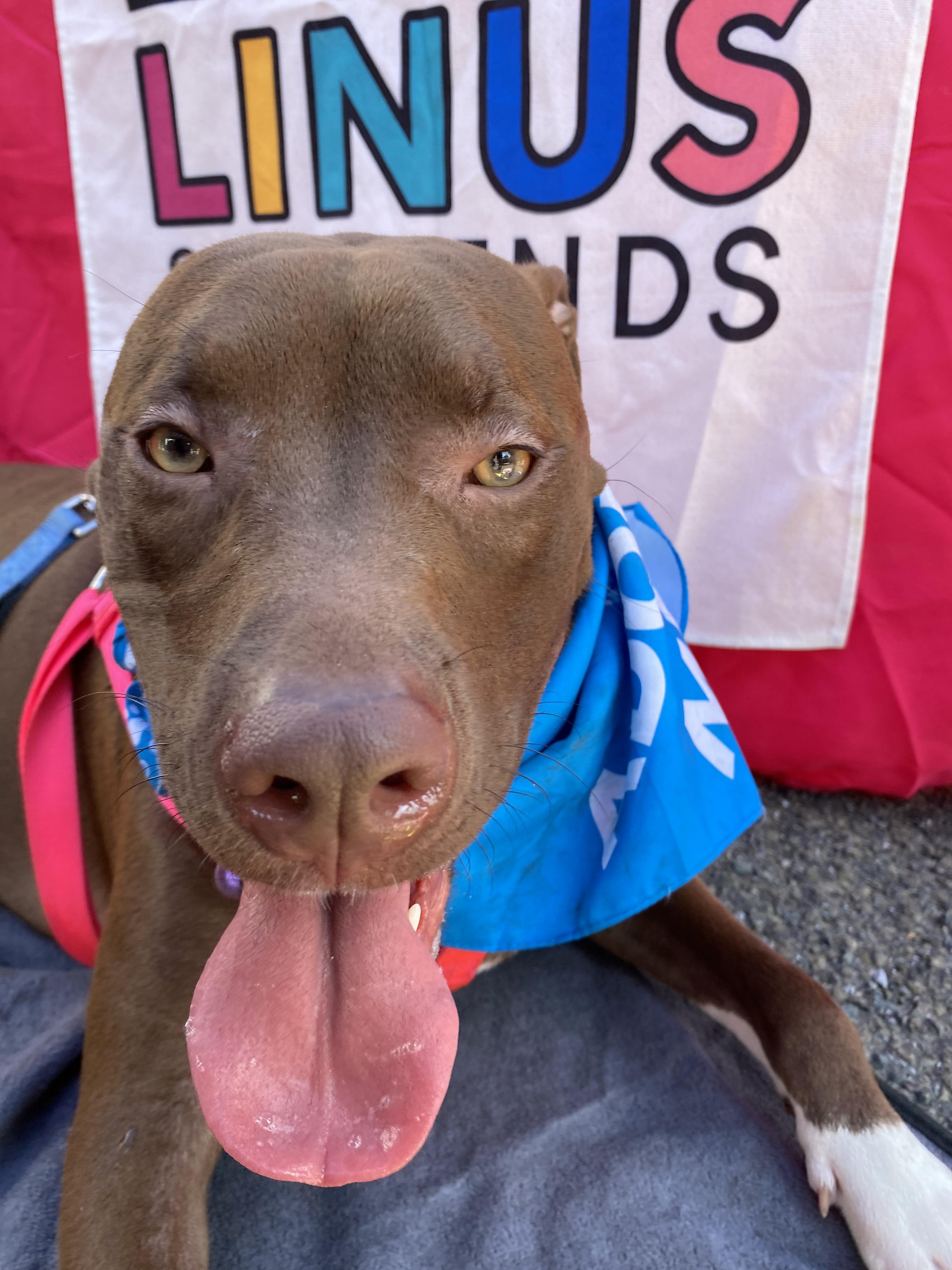 Enlarge Mary, a ADOPTABLE mixed breed in New York, NY image 6/6