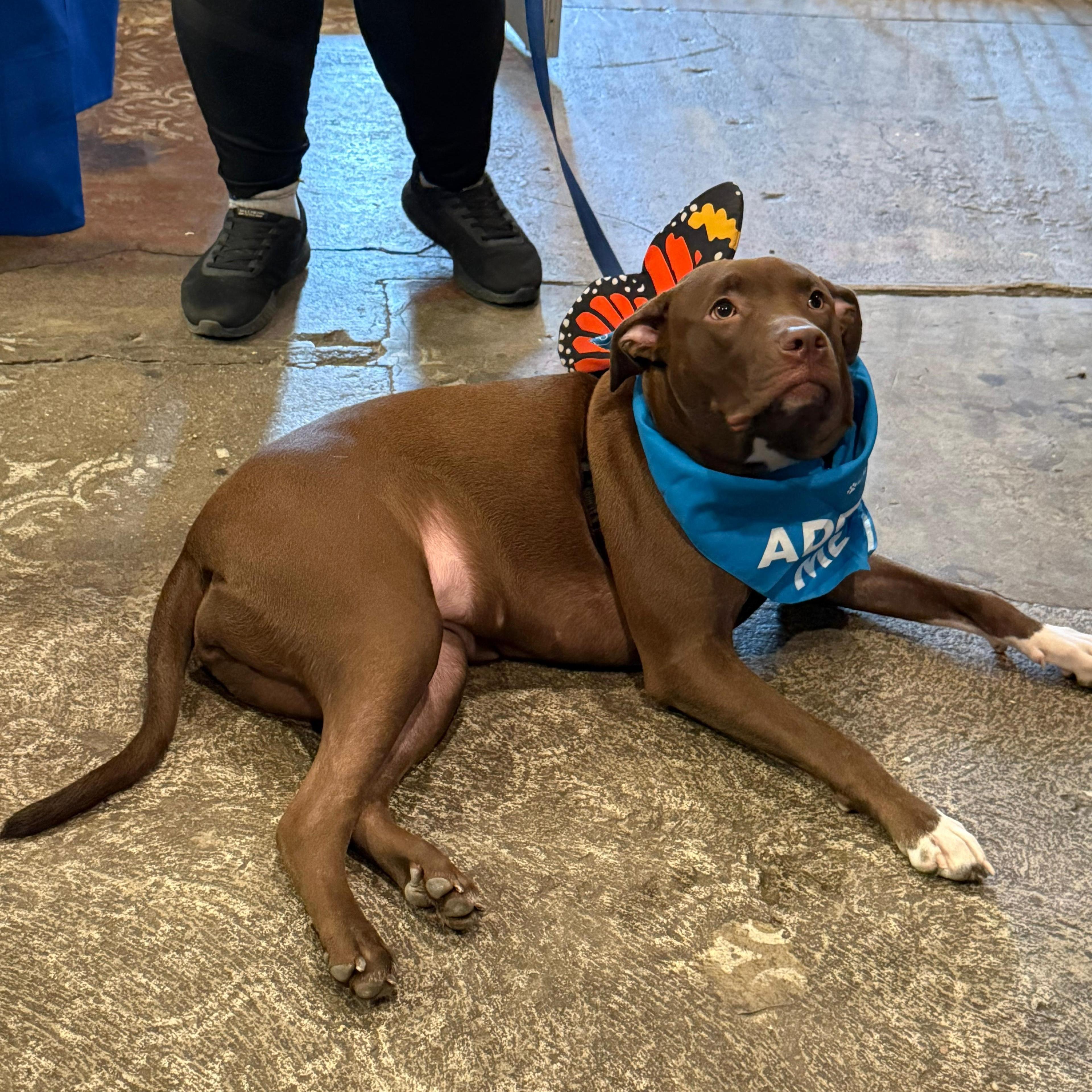 Enlarge Mary, a ADOPTABLE mixed breed in New York, NY image 5/6