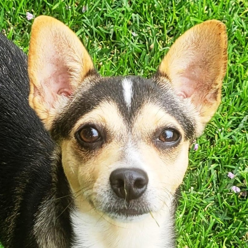 Enlarge Gretel, a Adoptable Chiweenie in Lodi, CA image 2/4