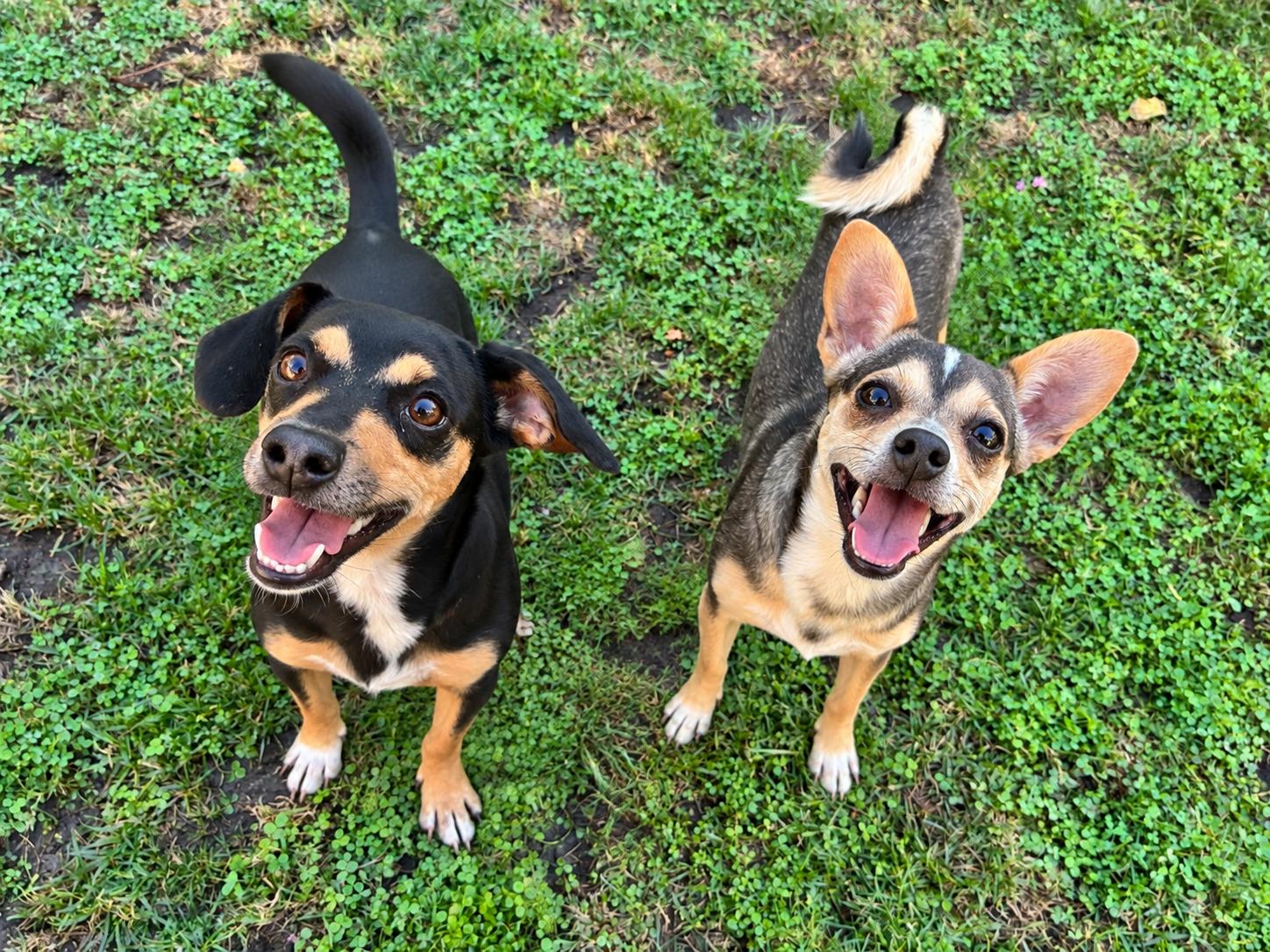 Enlarge Gretel, a Adoptable Chiweenie in Lodi, CA image 4/4