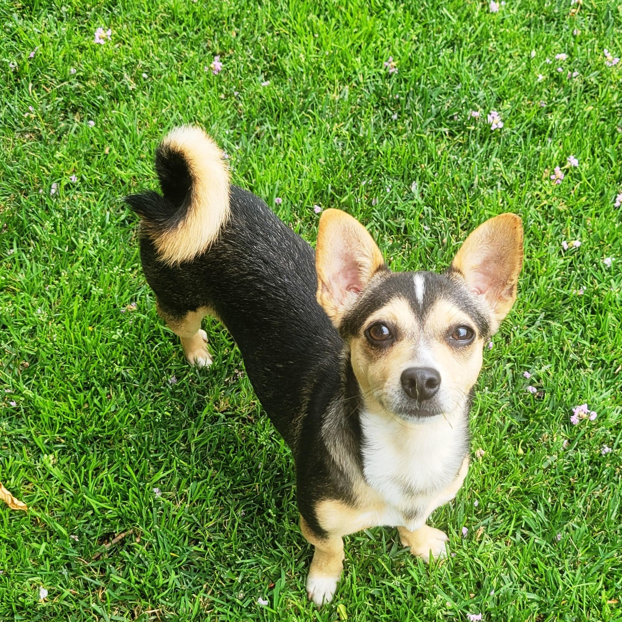 Enlarge Gretel, a Adoptable Chiweenie in Lodi, CA image 3/4
