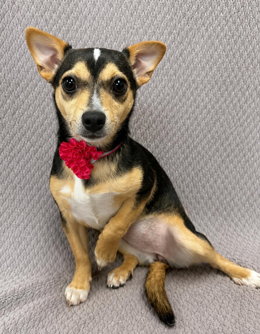 Gretel, Adoptable, Puppy Female Chiweenie.