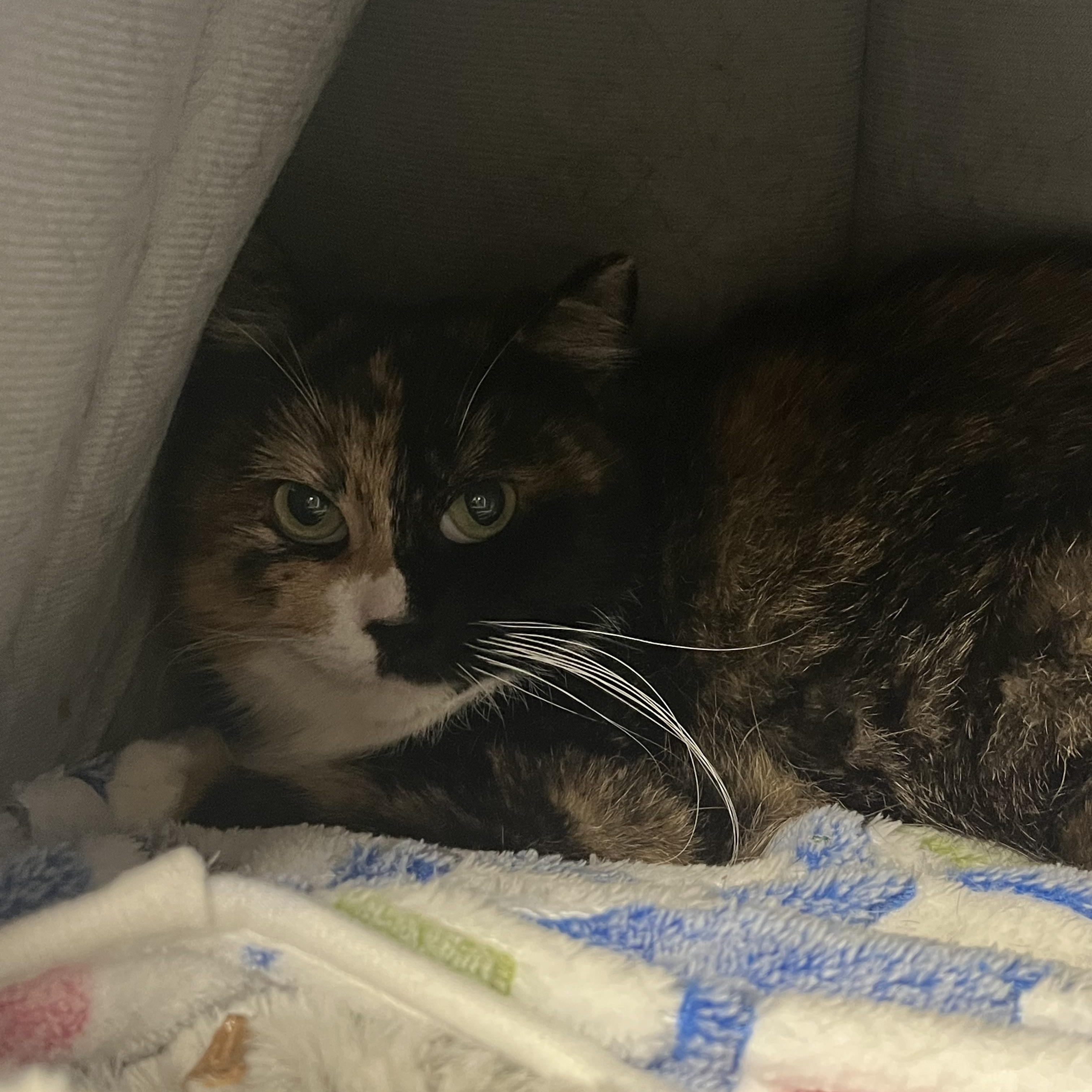 Cleo, adopted, Adult Female Domestic Short Hair.