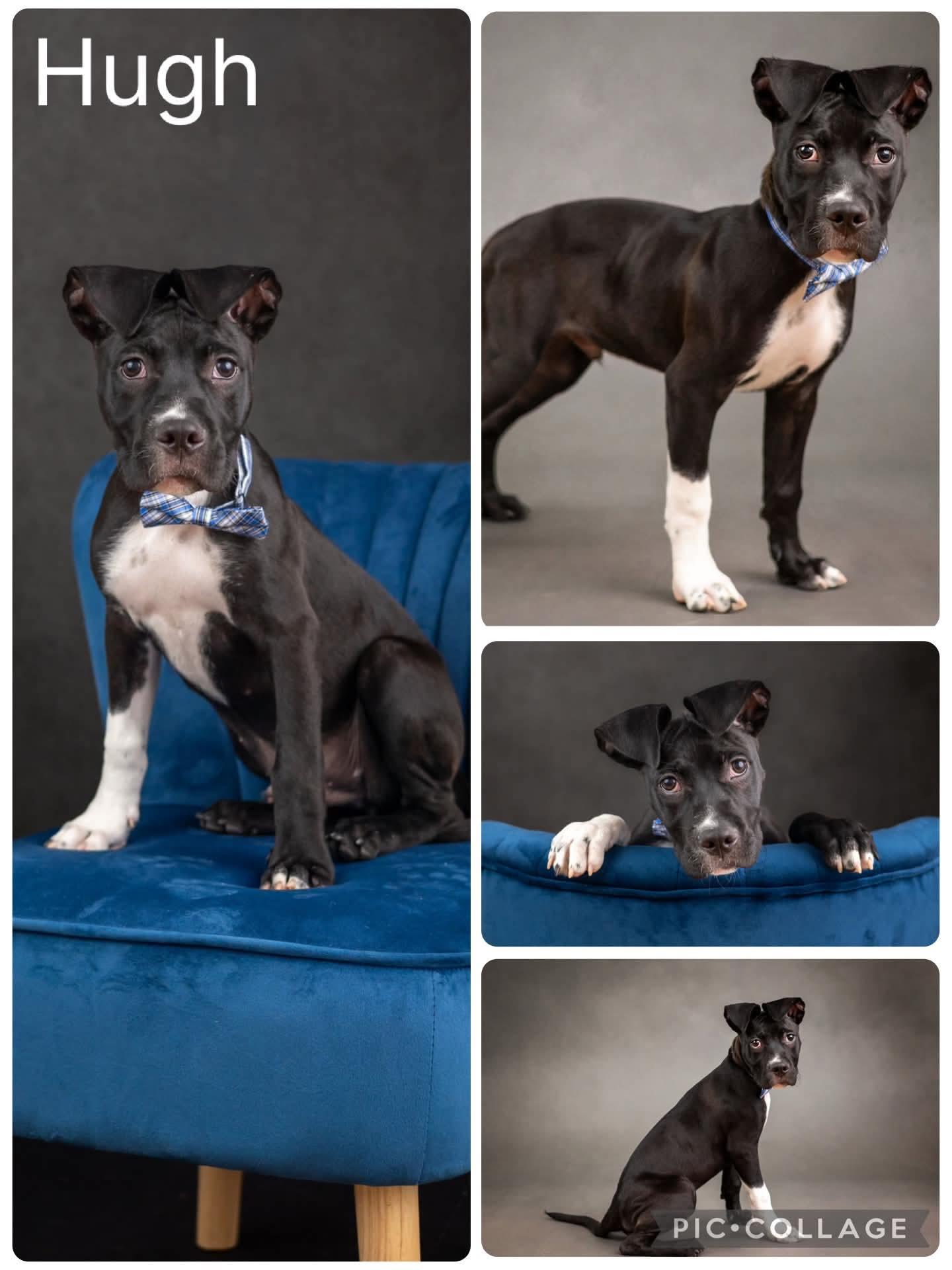 Hugh, ADOPTABLE, Young Male Mixed Breed.