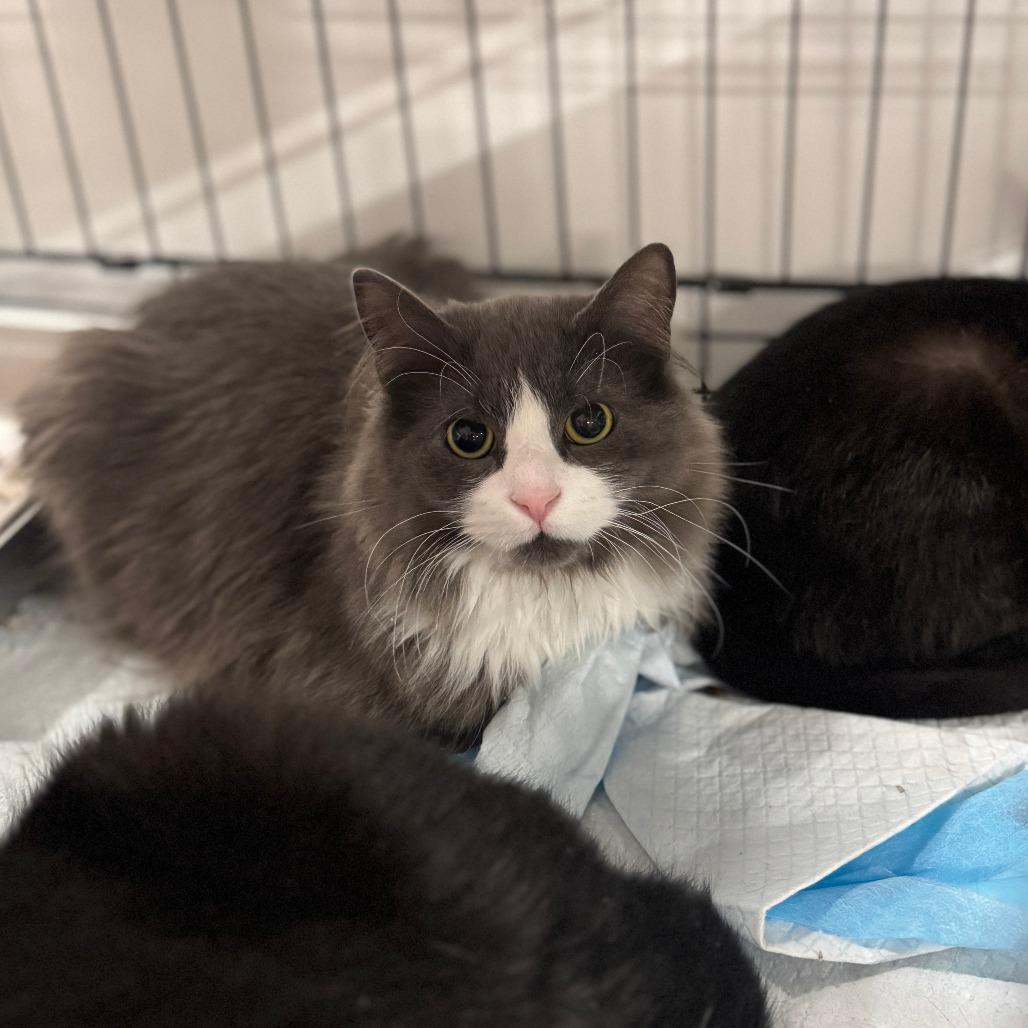 Knox ARC2025-493, Adoptable, Young Male Domestic Medium Hair.