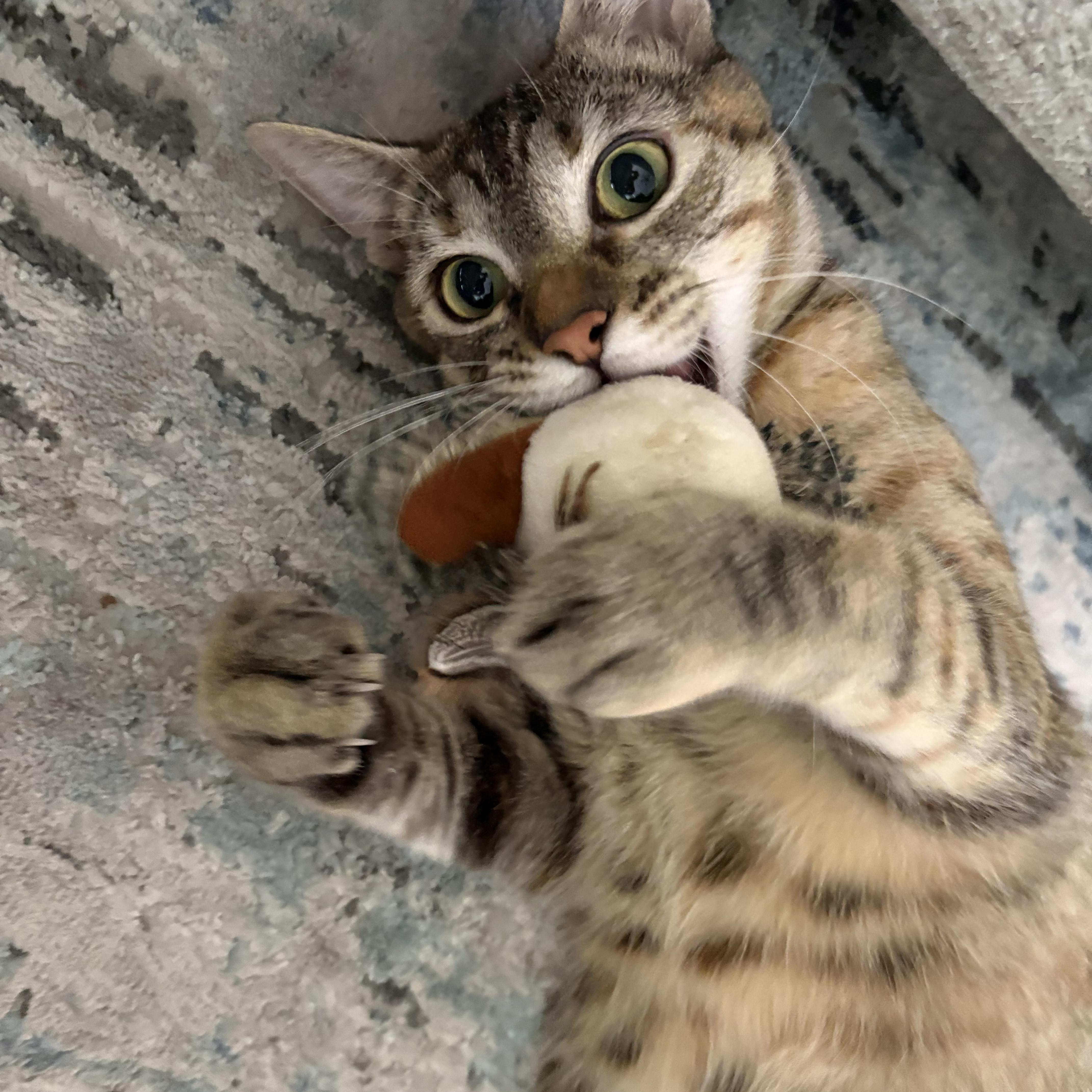 Gemini, Adoptable, Young Female Domestic Short Hair.