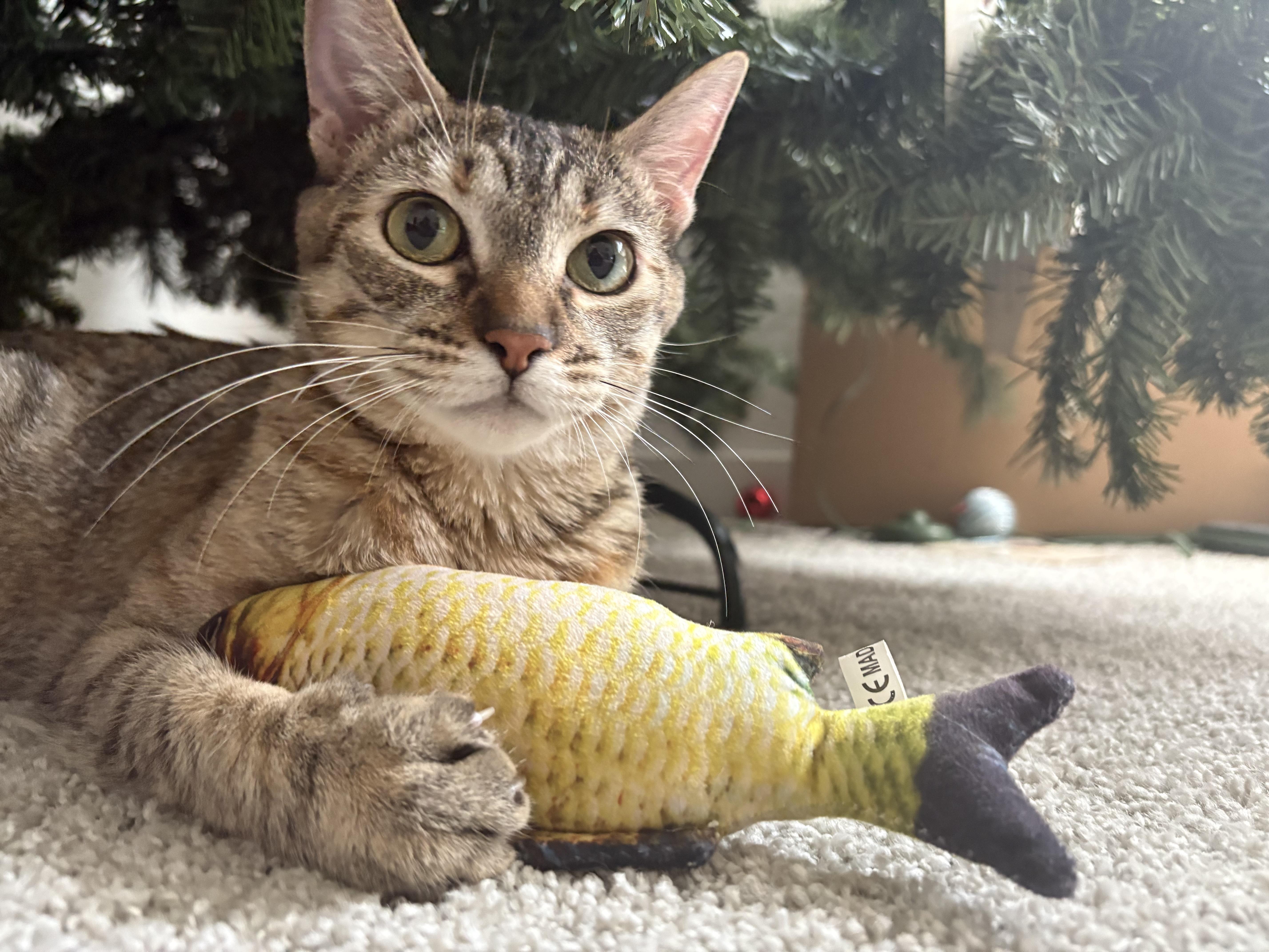 Enlarge Gemini, a Adoptable Domestic Short Hair in Fresno, CA image 3/6