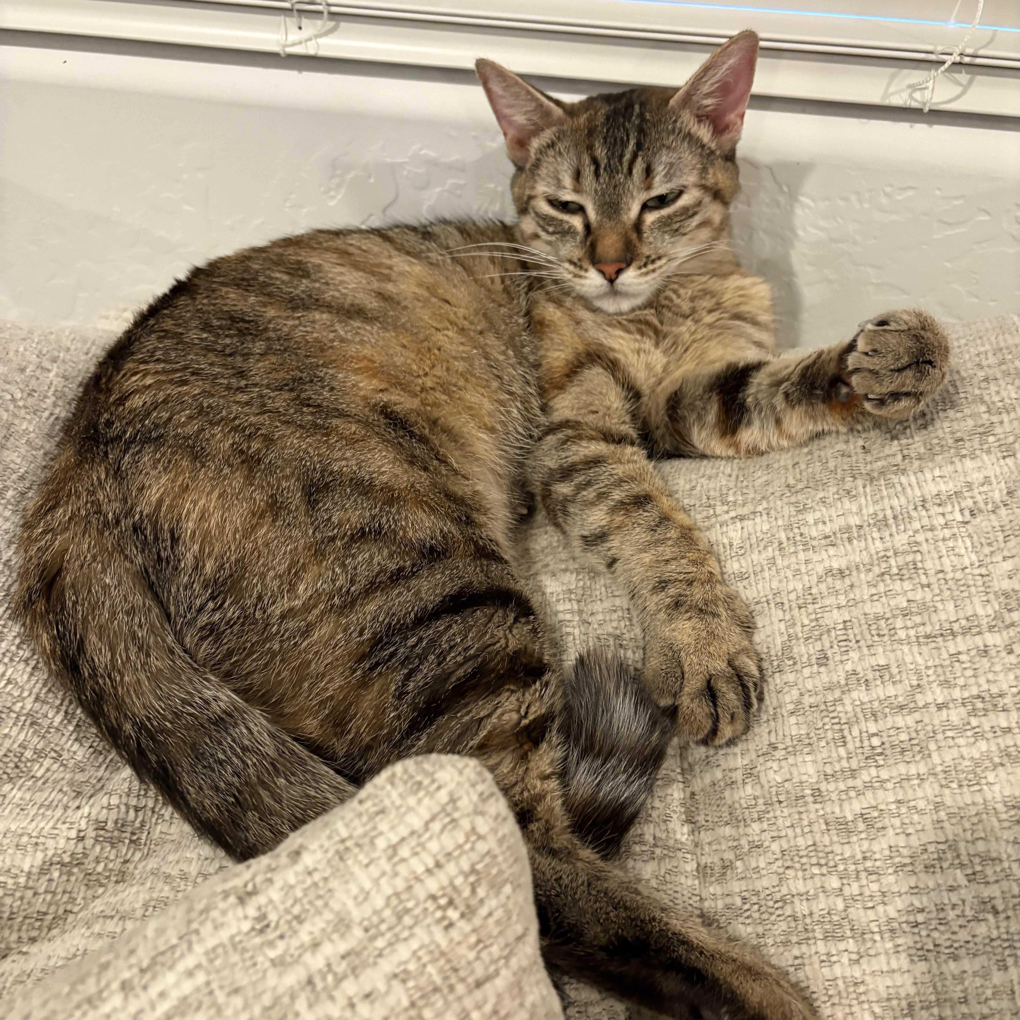 Enlarge Gemini, a Adoptable Domestic Short Hair in Fresno, CA image 4/6