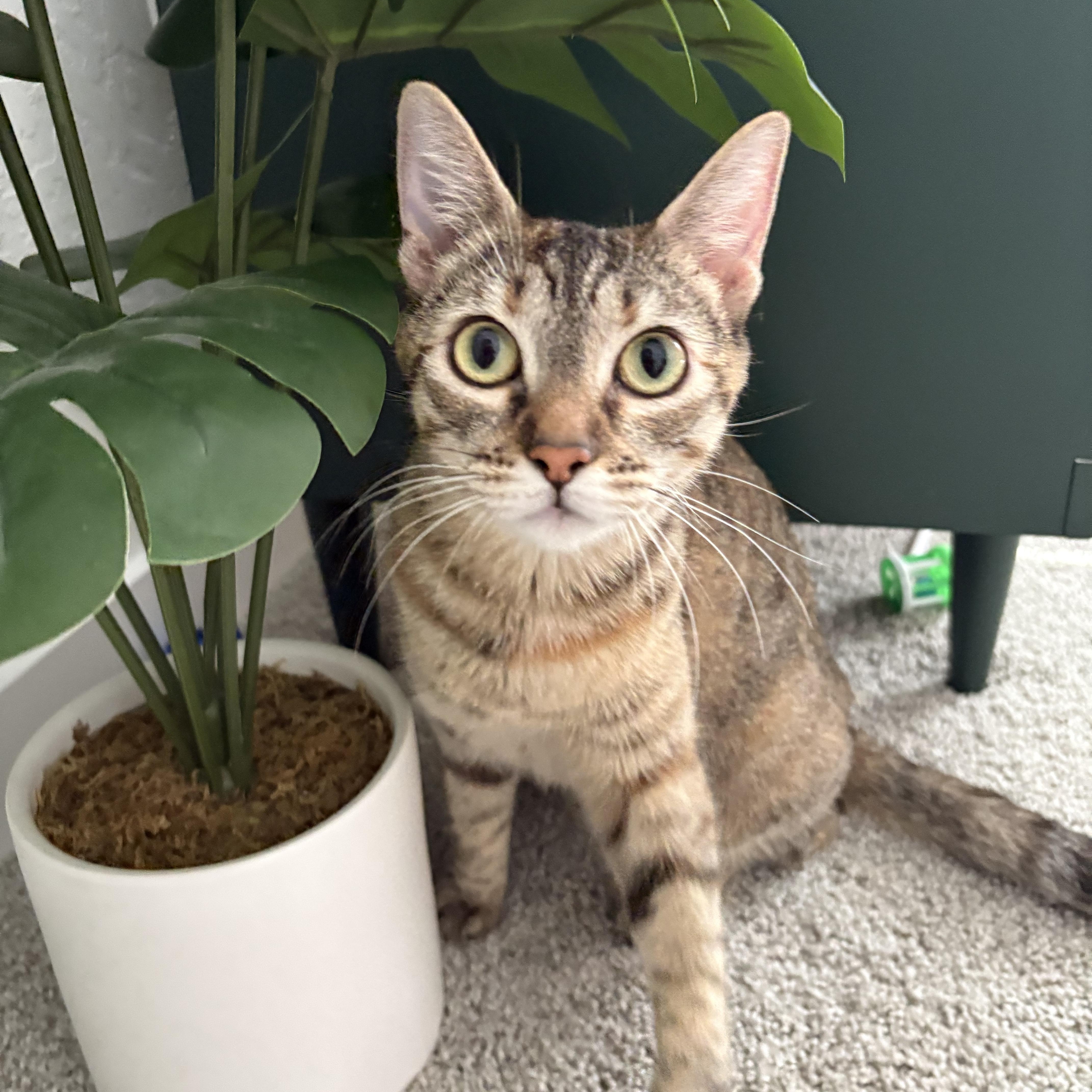 Enlarge Gemini, a Adoptable Domestic Short Hair in Fresno, CA image 5/6