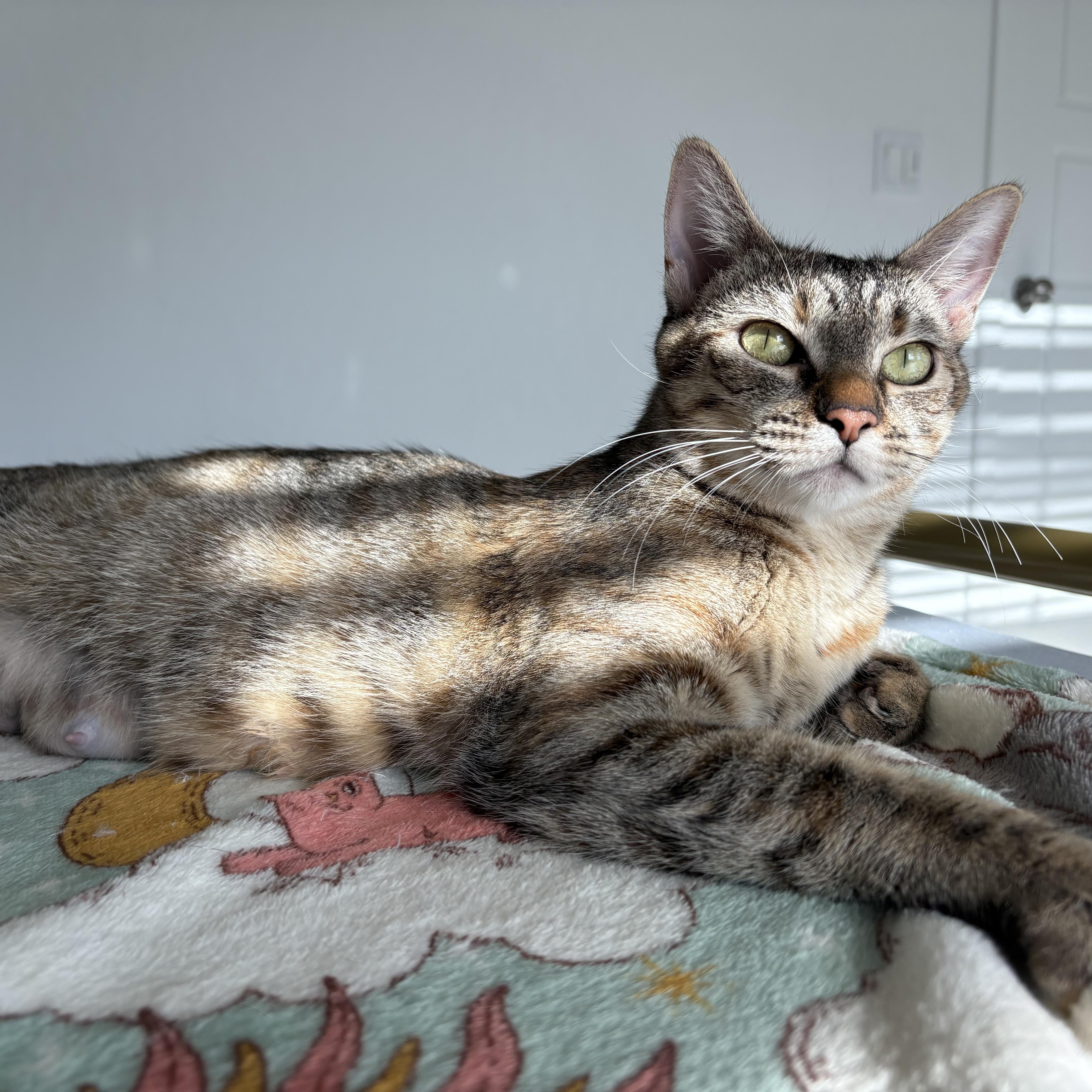 Enlarge Gemini, a Adoptable Domestic Short Hair in Fresno, CA image 6/6