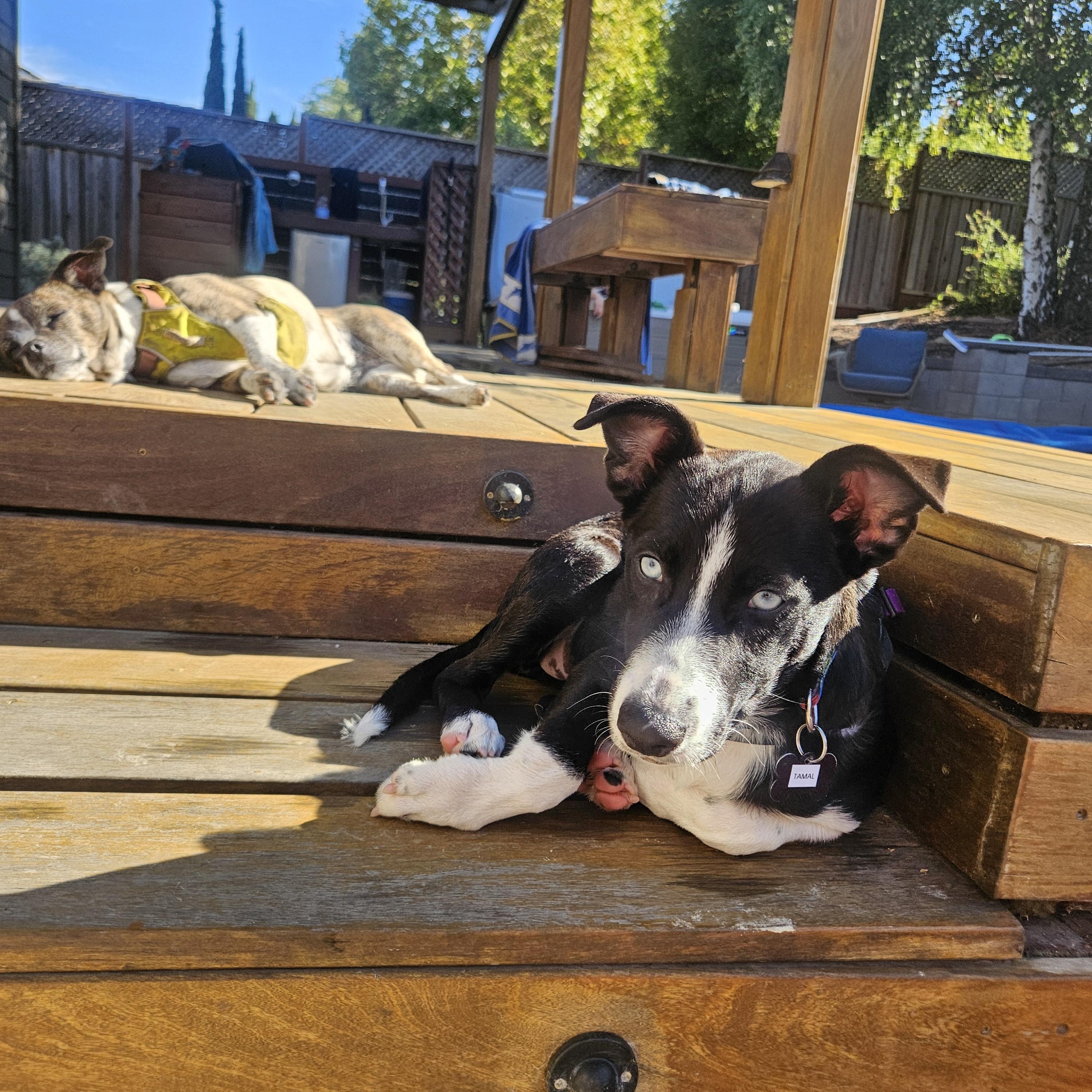Enlarge Tamal, an adopted mixed breed in Santa Rosa, CA image 4/6