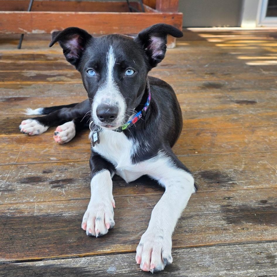 Tamal, adopted, Puppy Female Border Collie.