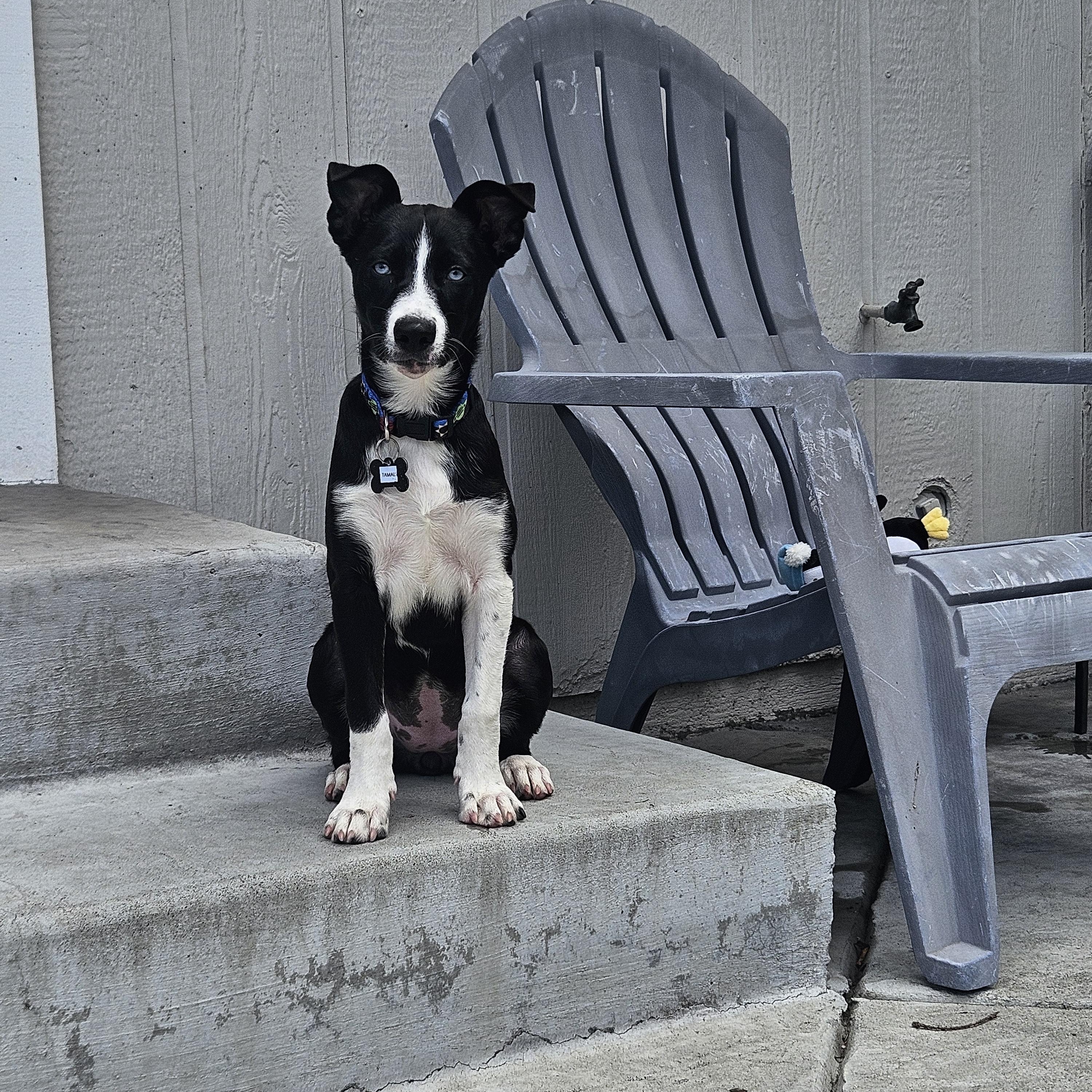Enlarge Tamal, an adopted mixed breed in Santa Rosa, CA image 2/6