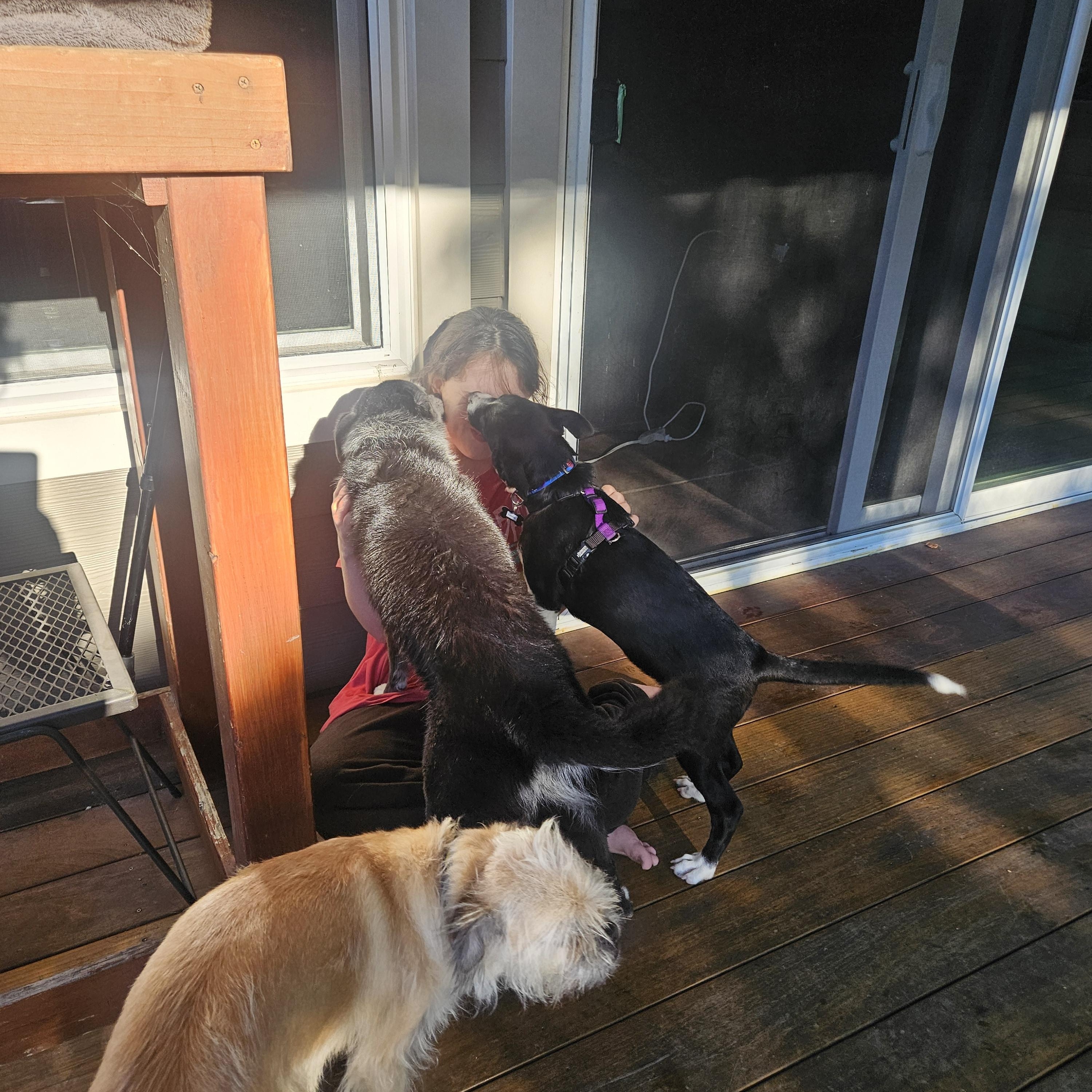 Enlarge Tamal, an adopted mixed breed in Santa Rosa, CA image 3/6