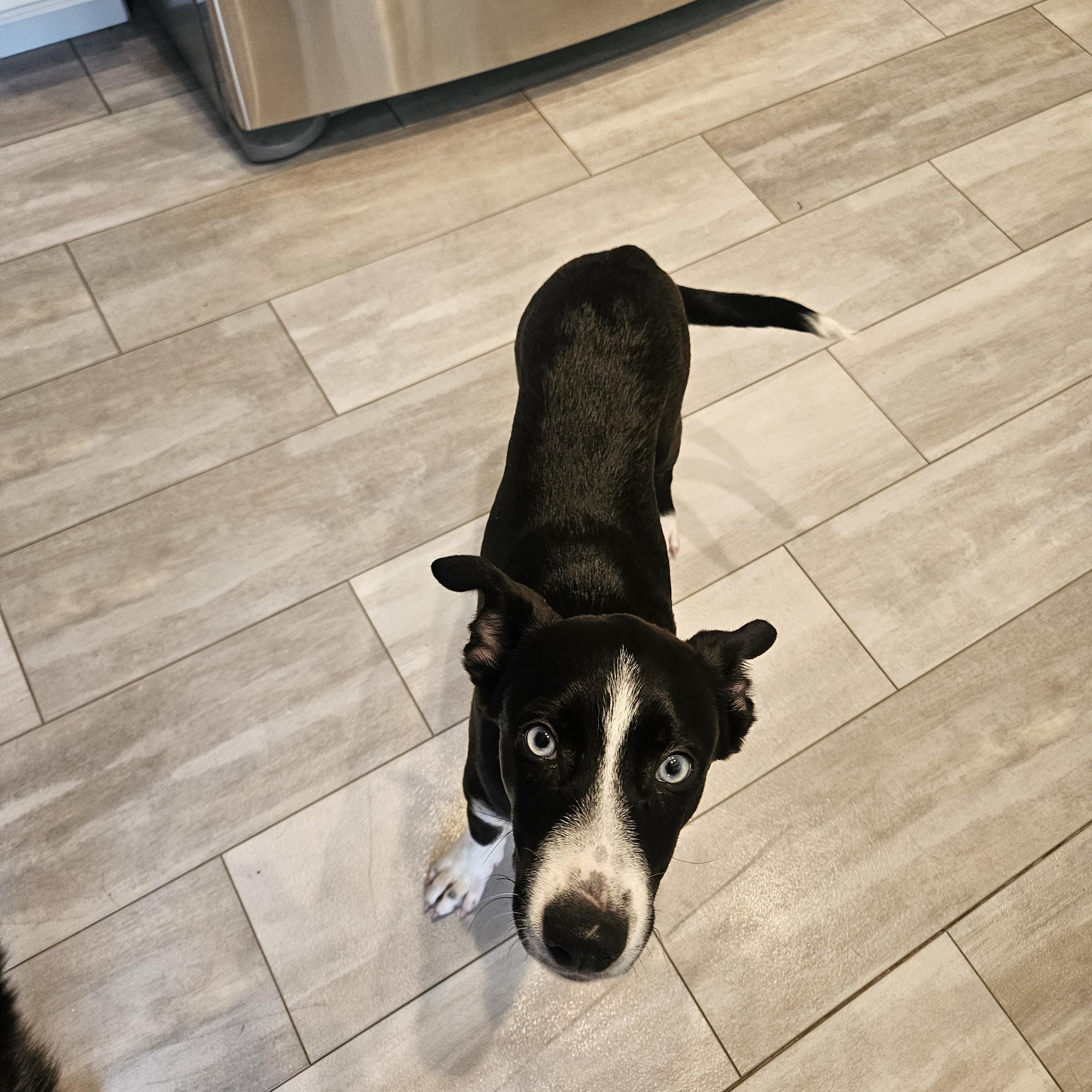 Enlarge Tamal, an adopted mixed breed in Santa Rosa, CA image 5/6