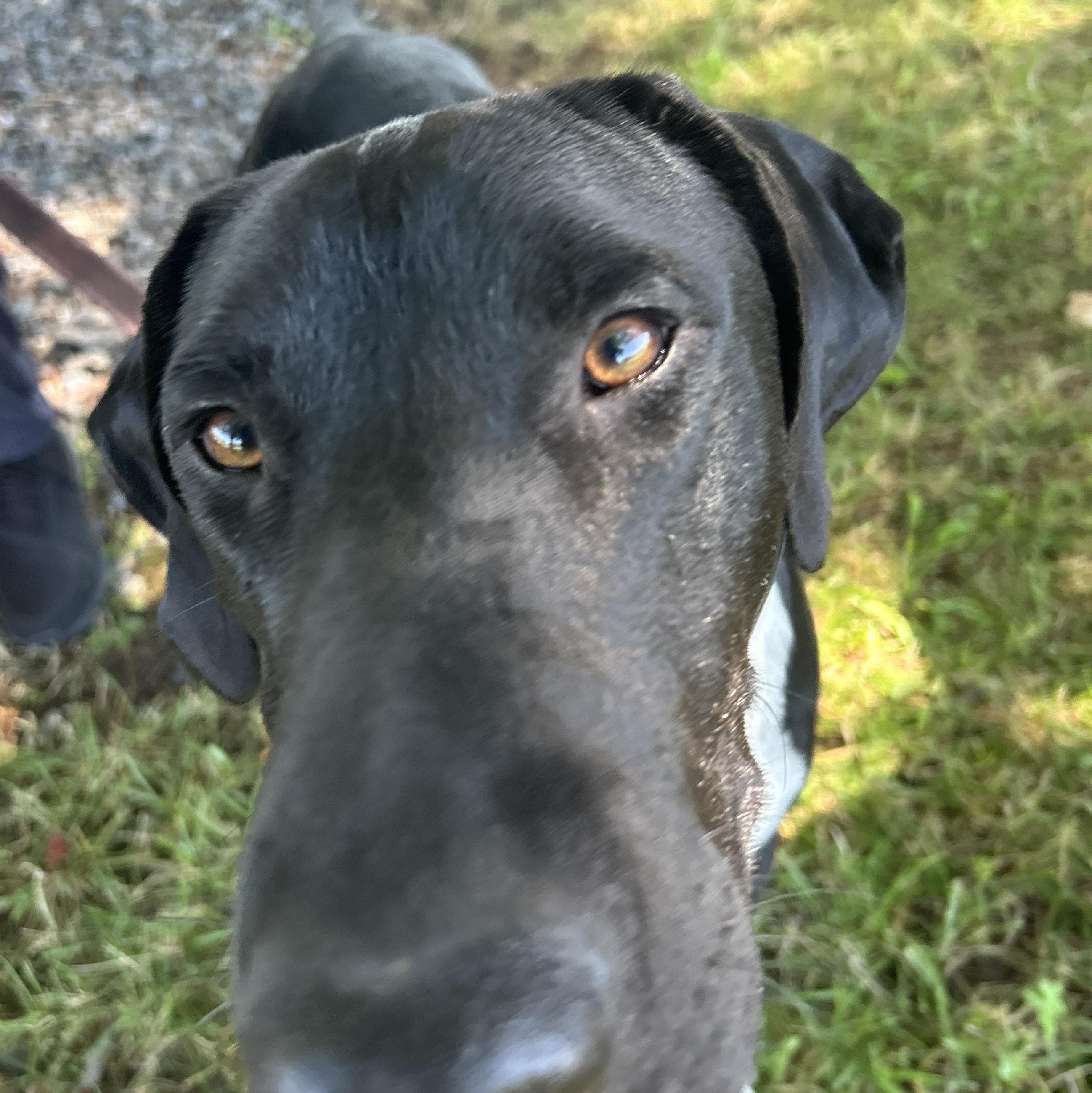 Enlarge Cruz, a Adopted German Shorthaired Pointer in Pottsville, PA image 3/3