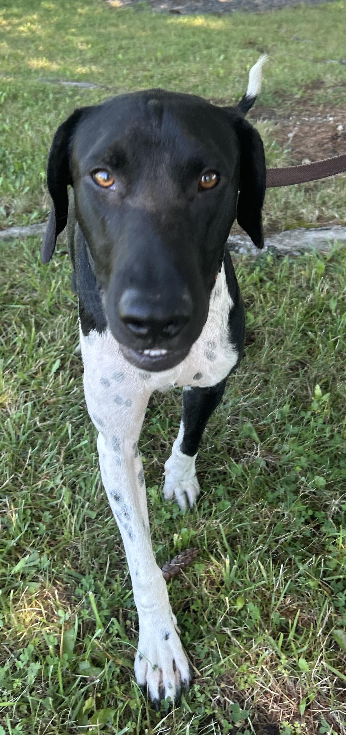 Enlarge Cruz, a Adopted German Shorthaired Pointer in Pottsville, PA image 2/3